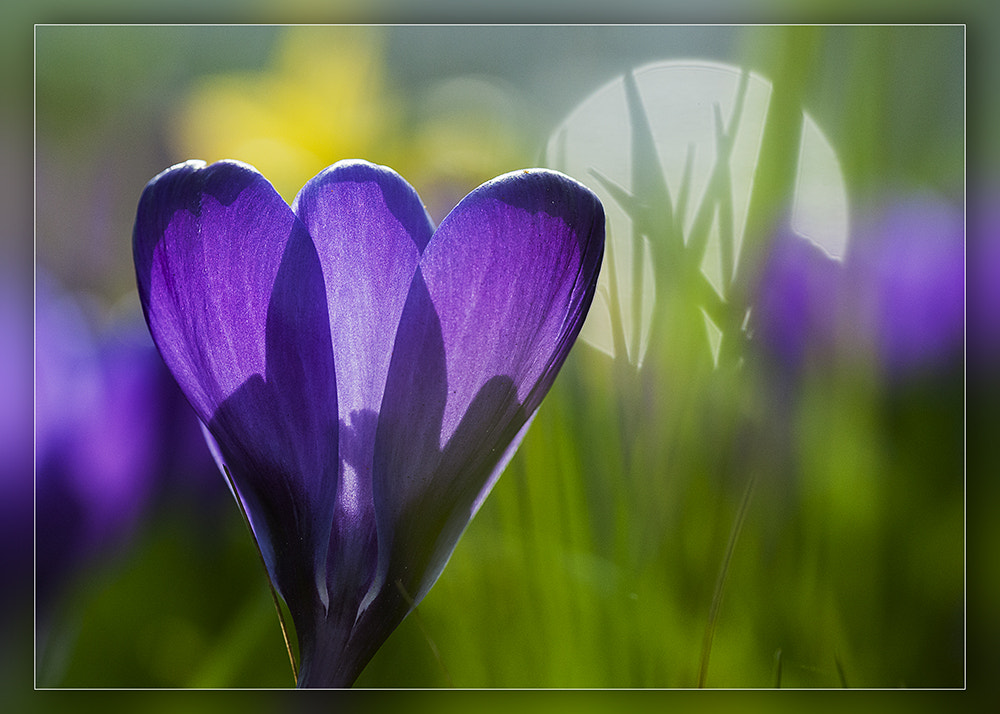 Nikon D300 + Sigma 150mm F2.8 EX DG OS Macro HSM sample photo. Crocus photography