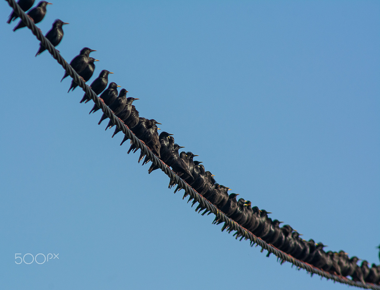 AF Nikkor 300mm f/4 IF-ED sample photo. Spotless starling online photography