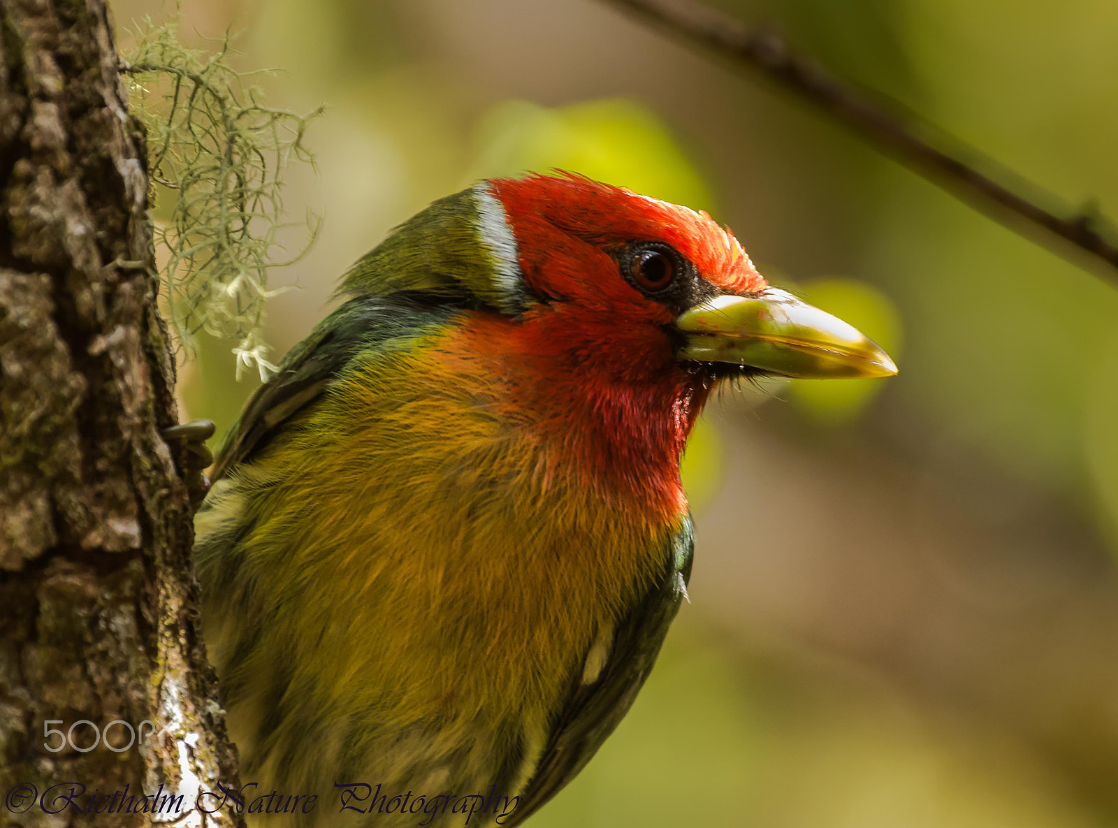 Canon EF 70-200mm F4L USM sample photo. Red headed barbet photography