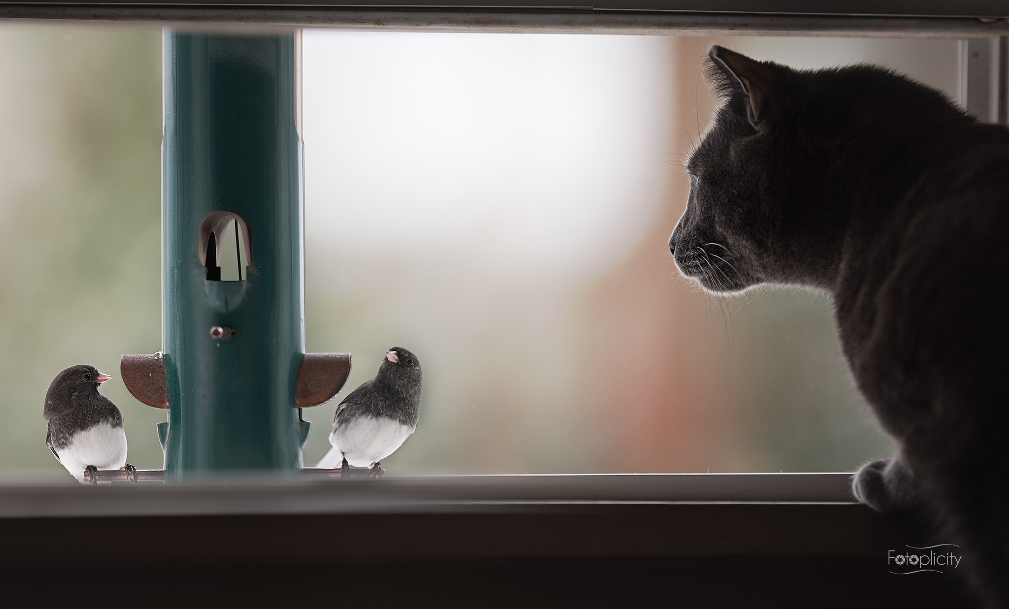 Nikon D750 sample photo. The trials of an indoor cat... photography