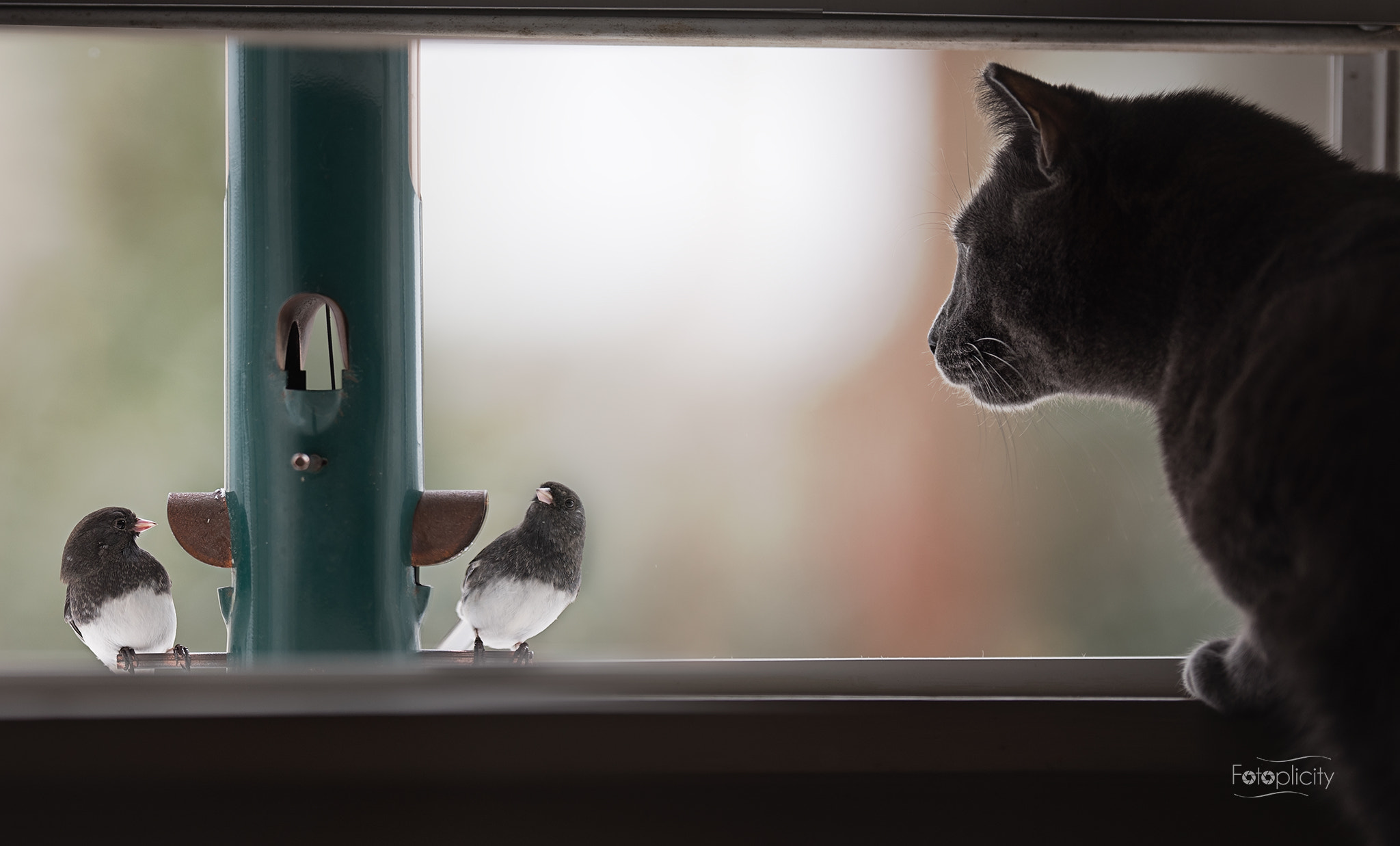 Nikon D750 + Nikon AF-S Nikkor 200mm F2G ED-IF VR sample photo. The trials of an indoor cat... photography