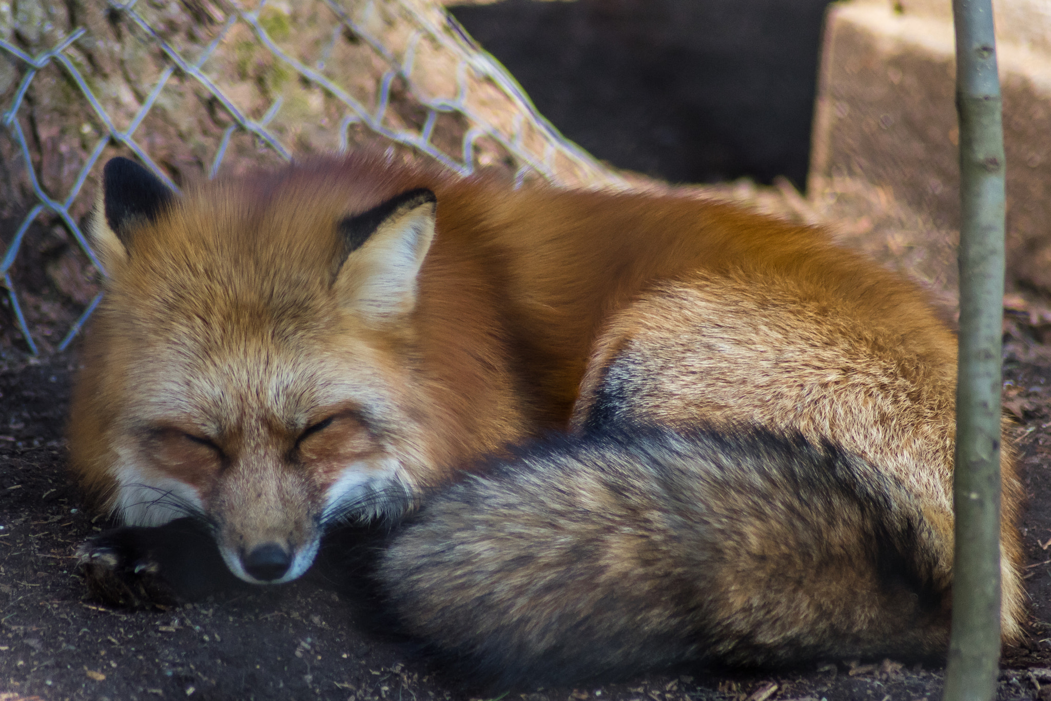 Sony a7 II + Sony DT 50mm F1.8 SAM sample photo. Sleeping fox photography