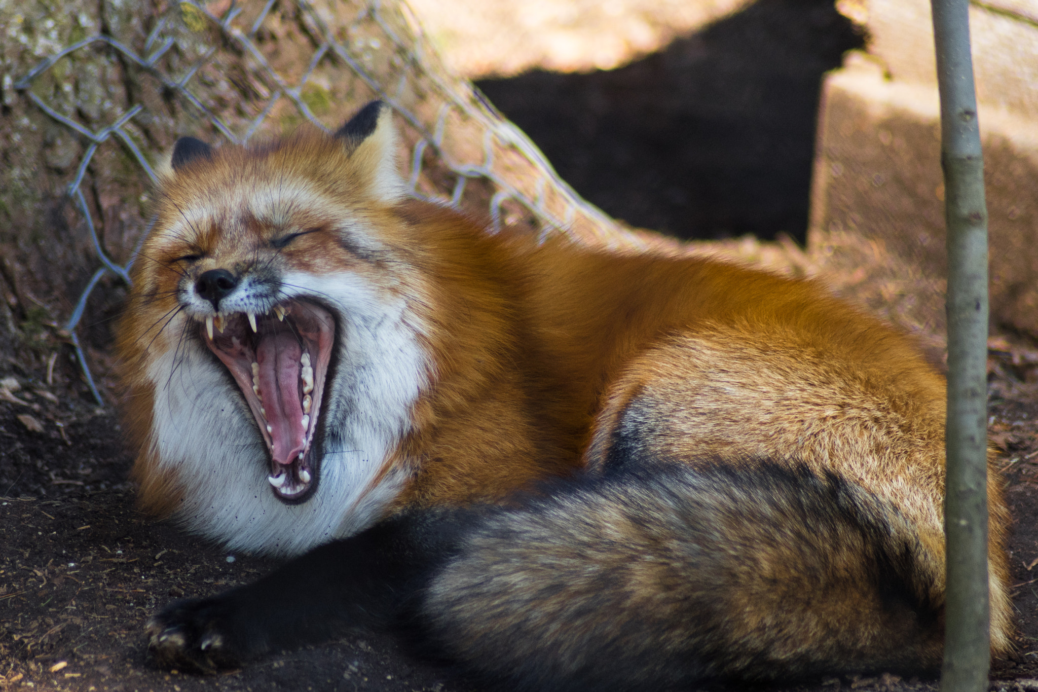 Sony a7 II + Tamron 18-270mm F3.5-6.3 Di II PZD sample photo. Tired fox photography