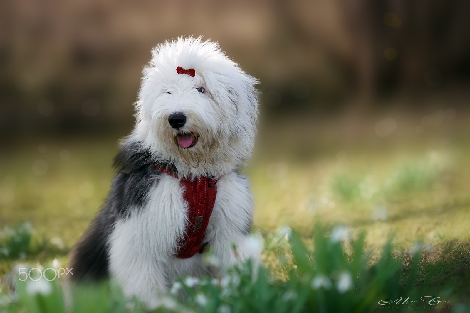 Sony FE 85mm F1.4 GM sample photo. Lotti within snowflake flowers photography