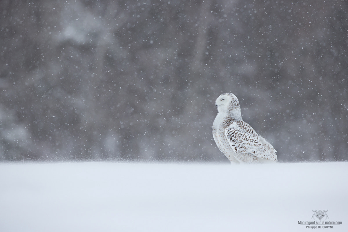Canon EOS-1D X + Canon EF 500mm F4L IS USM sample photo. Zen !! photography