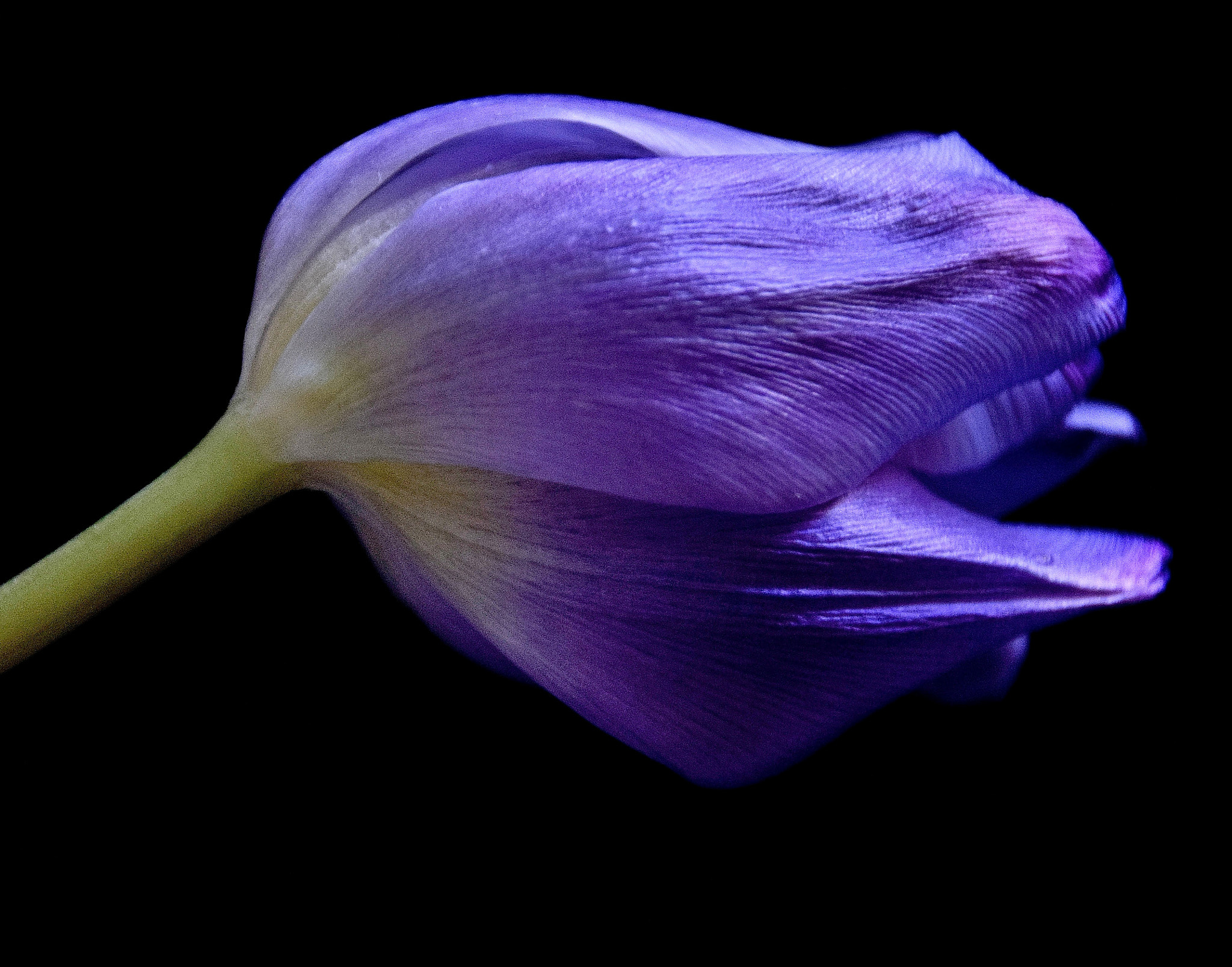 Sigma 18-250mm F3.5-6.3 DC Macro OS HSM sample photo. Royalty photography
