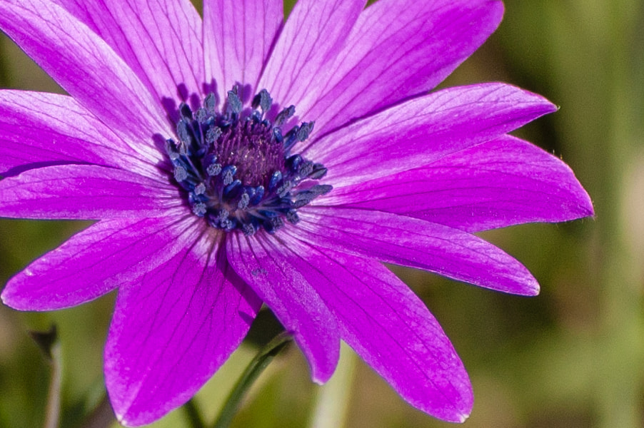 Nikon D40 sample photo. Purple flower photography
