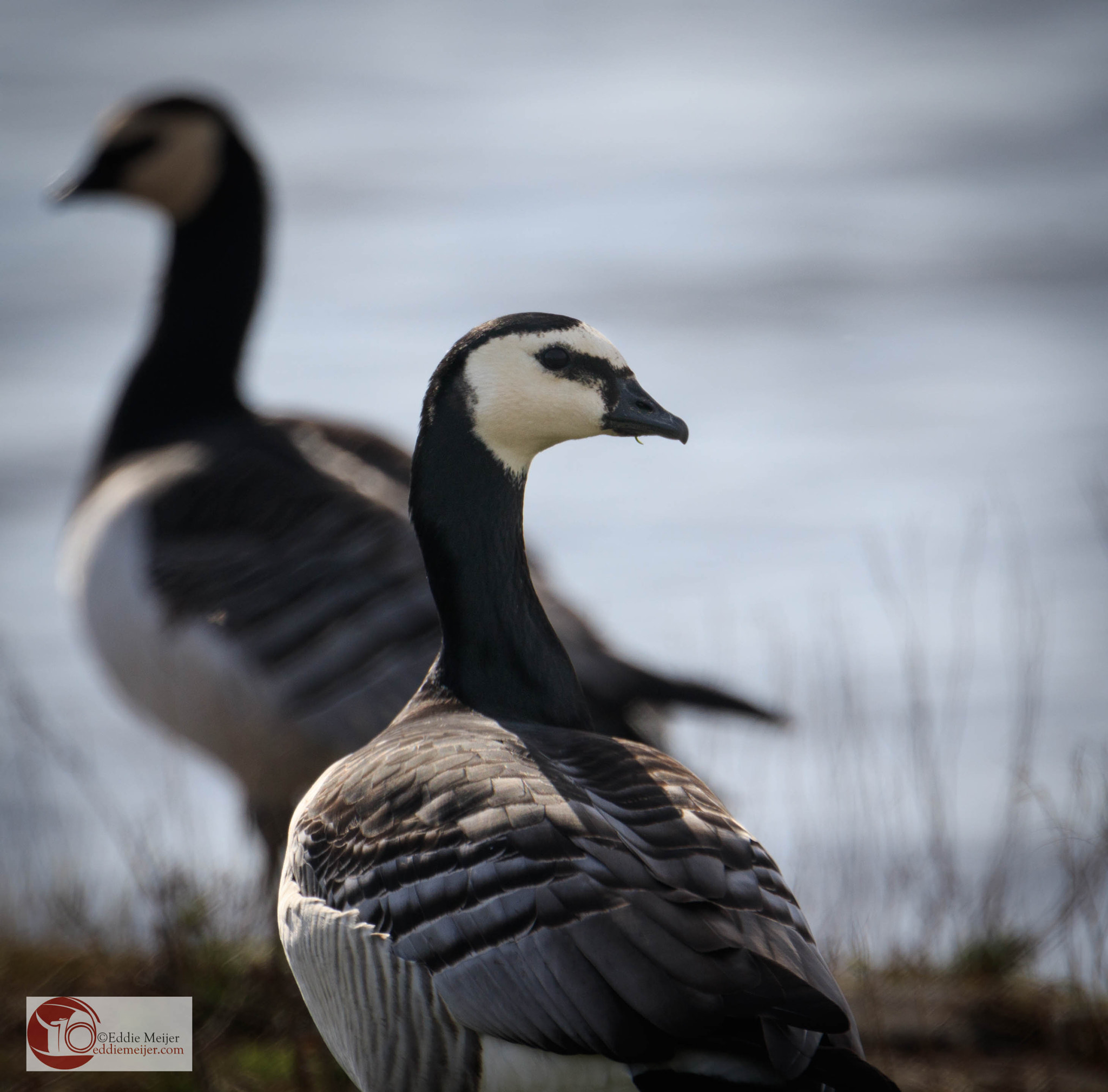 Canon EF 70-200mm F2.8L IS II USM sample photo. Goose at krammer (nl) photography