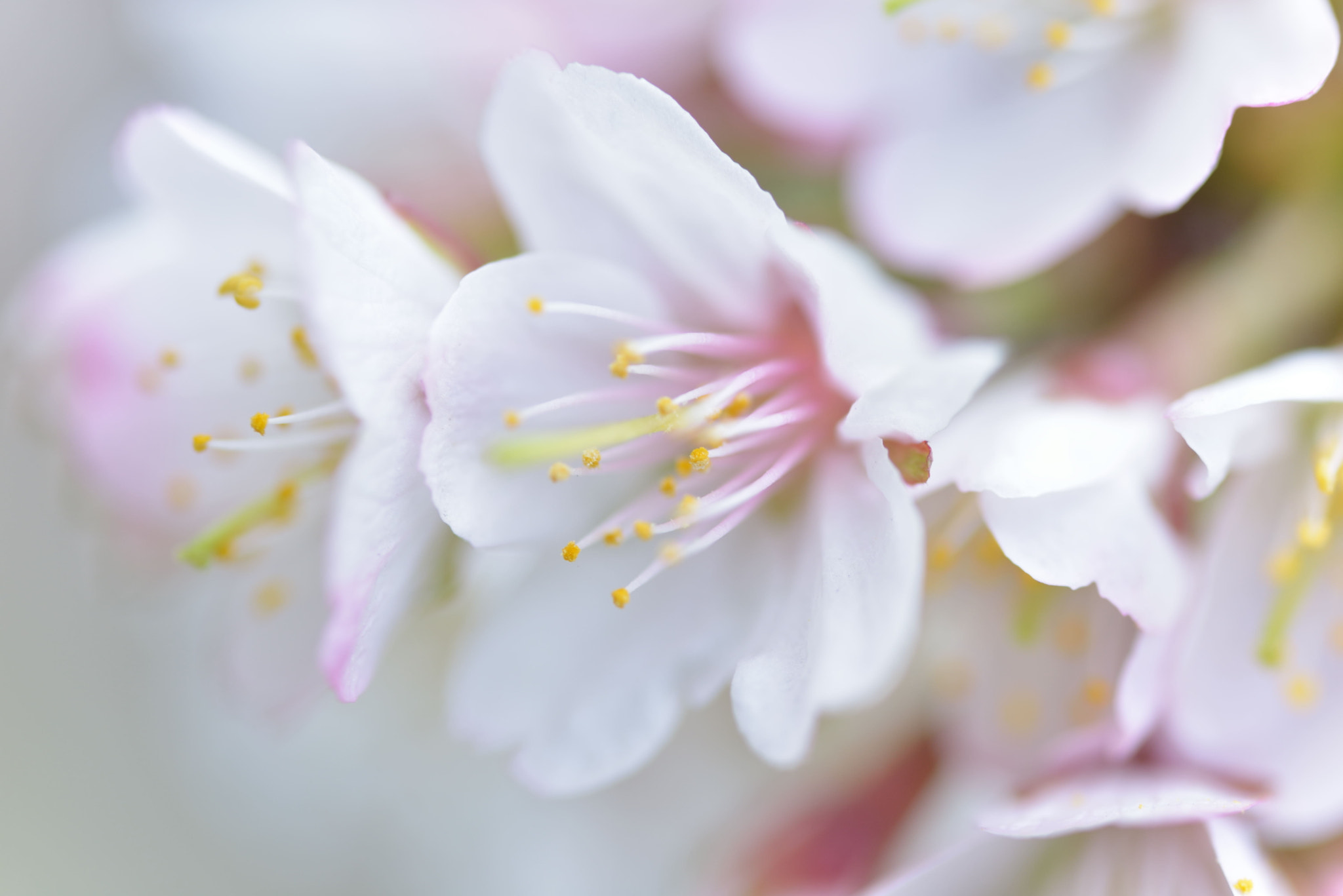 Sigma 105mm F2.8 EX DG OS HSM sample photo. Whisper photography