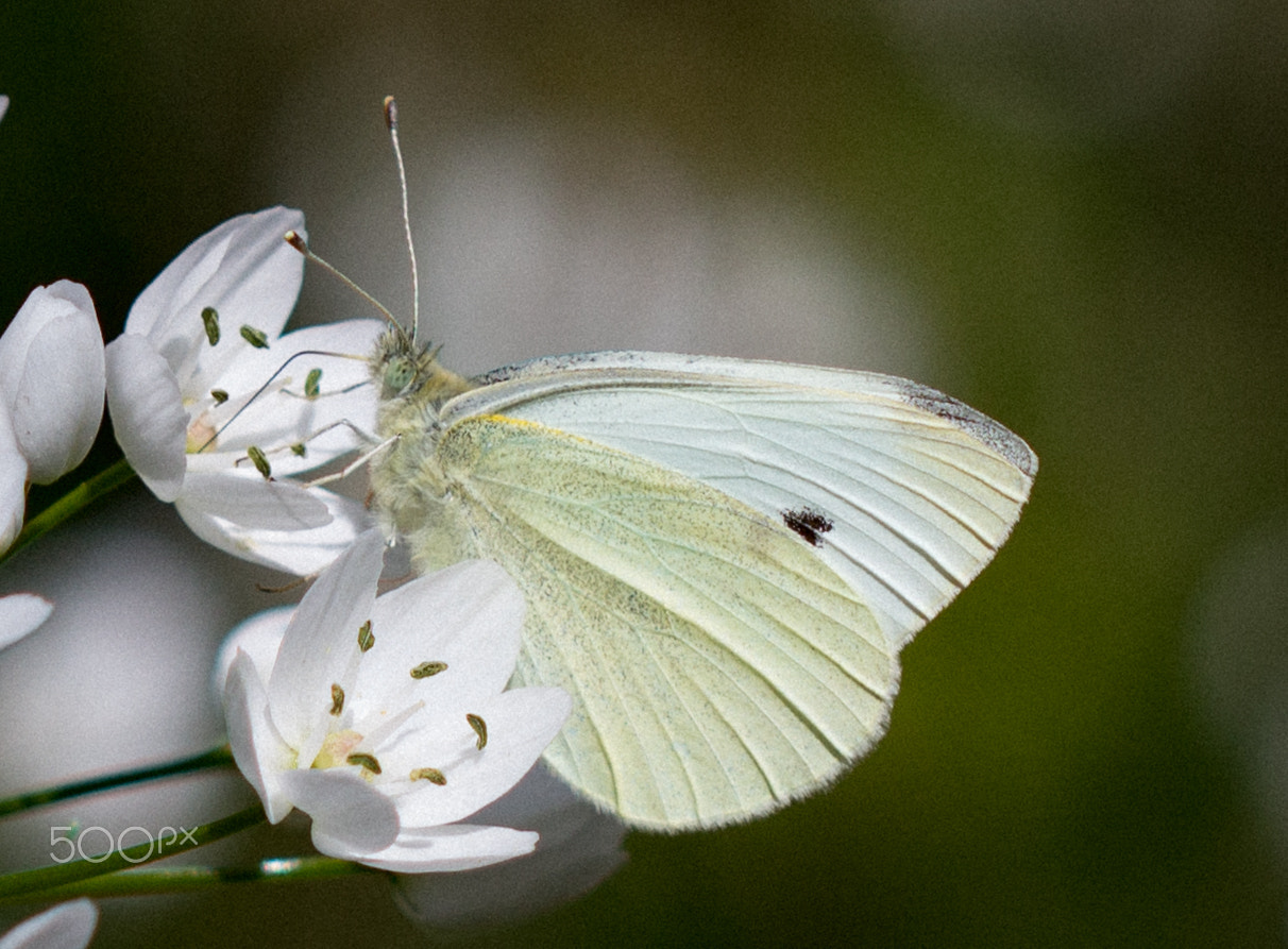 Canon EF 100mm F2.8 Macro USM sample photo. Butterfly iv photography