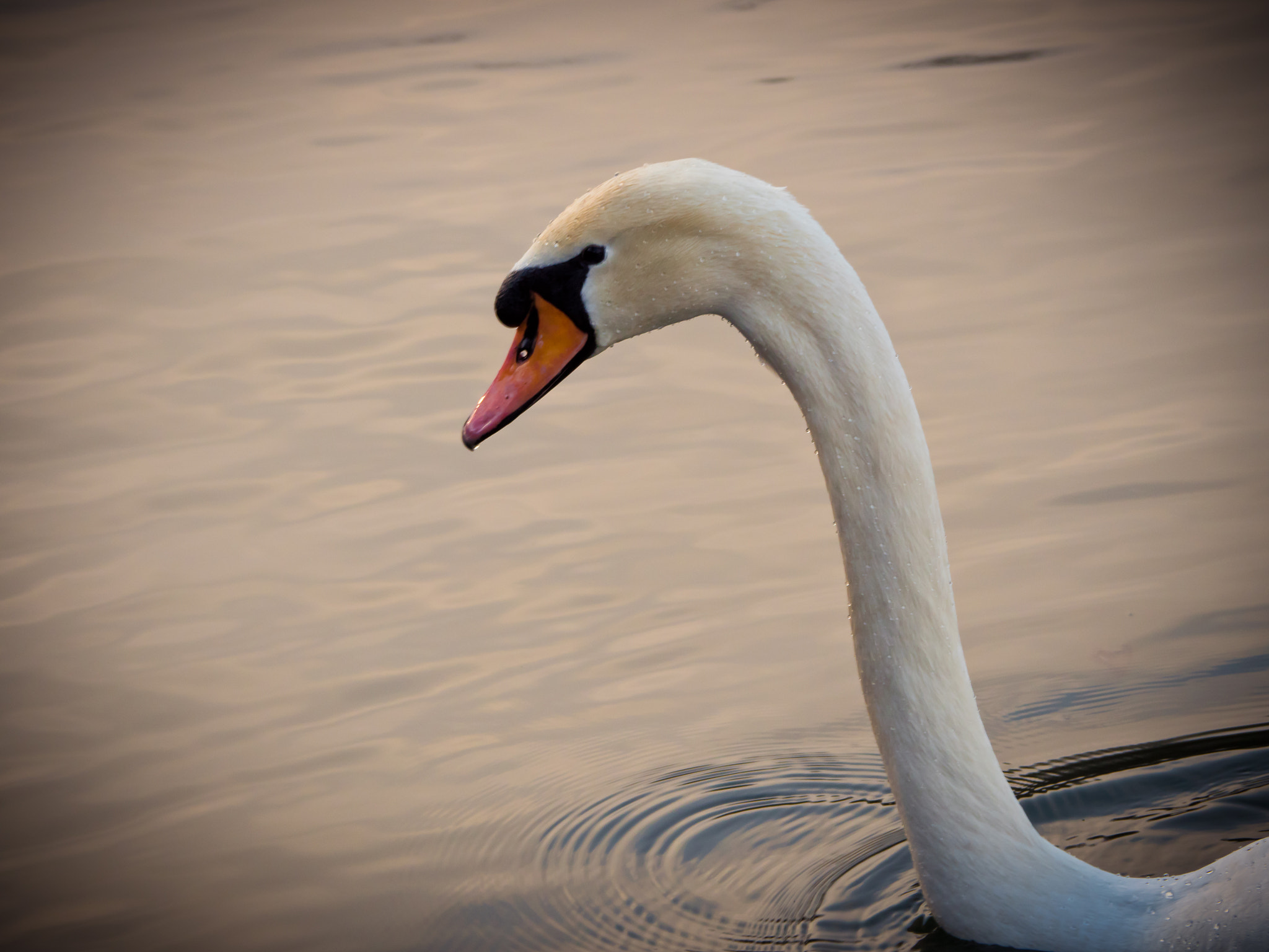 Olympus OM-D E-M5 II sample photo. Swan photography