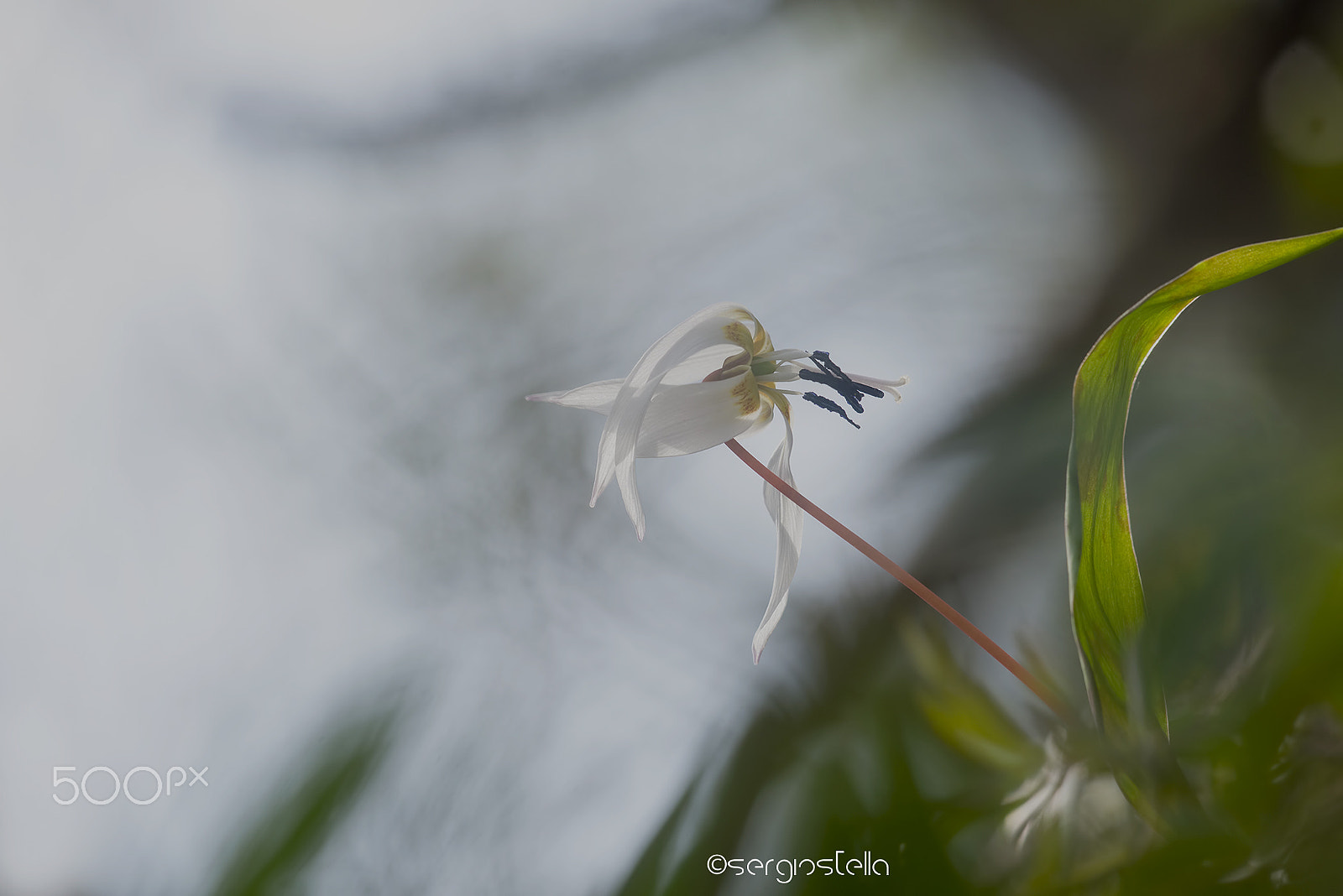 Sigma 150mm F2.8 EX DG Macro HSM sample photo. Lonely______ photography