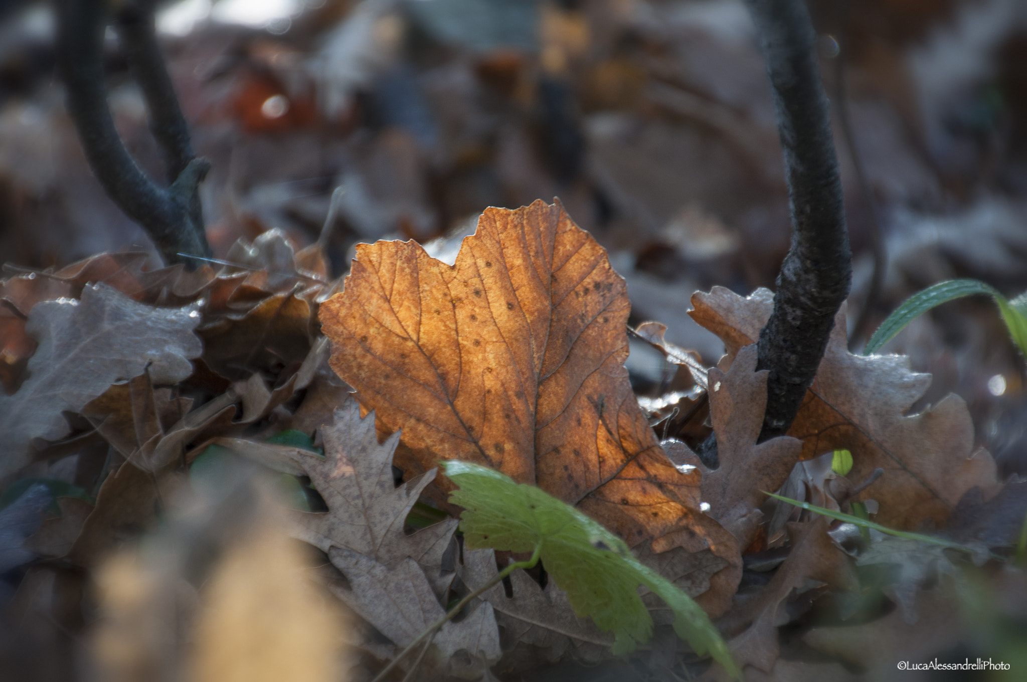 Nikon D90 sample photo. Leaf photography