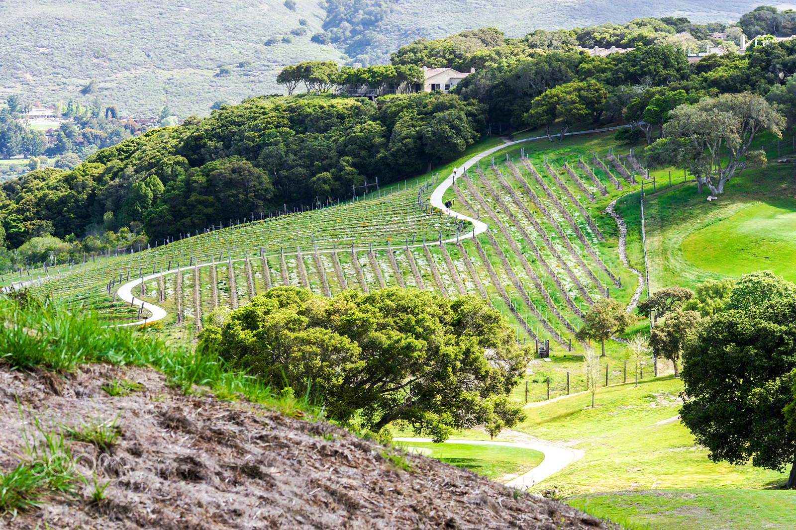 Sony 70-300mm F4.5-5.6 G SSM sample photo. A small vineyard and footpath in the hills of california. photography