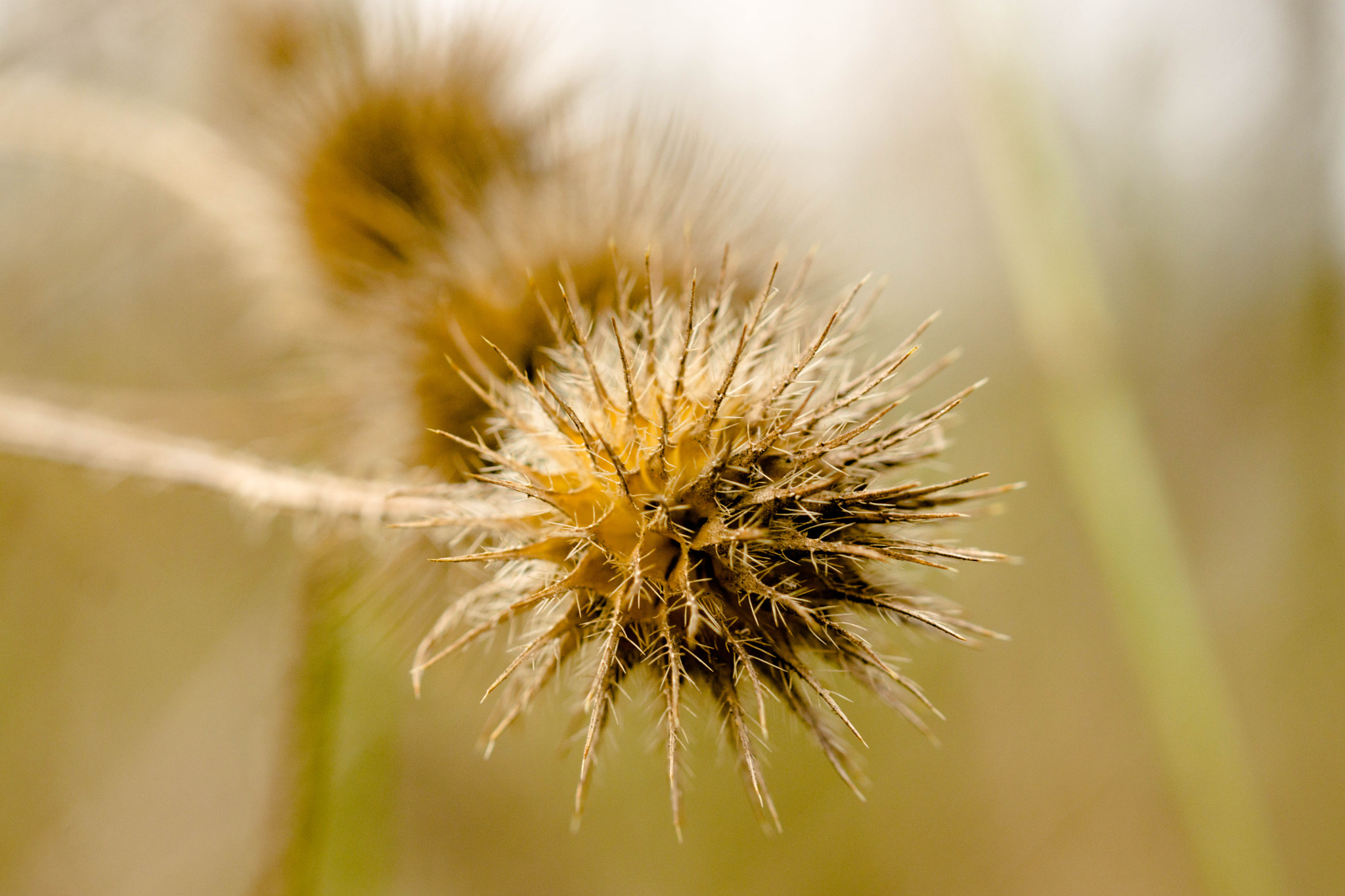 MACRO 50mm F2.8 sample photo. Vorfrühling am kleinen monopterus photography
