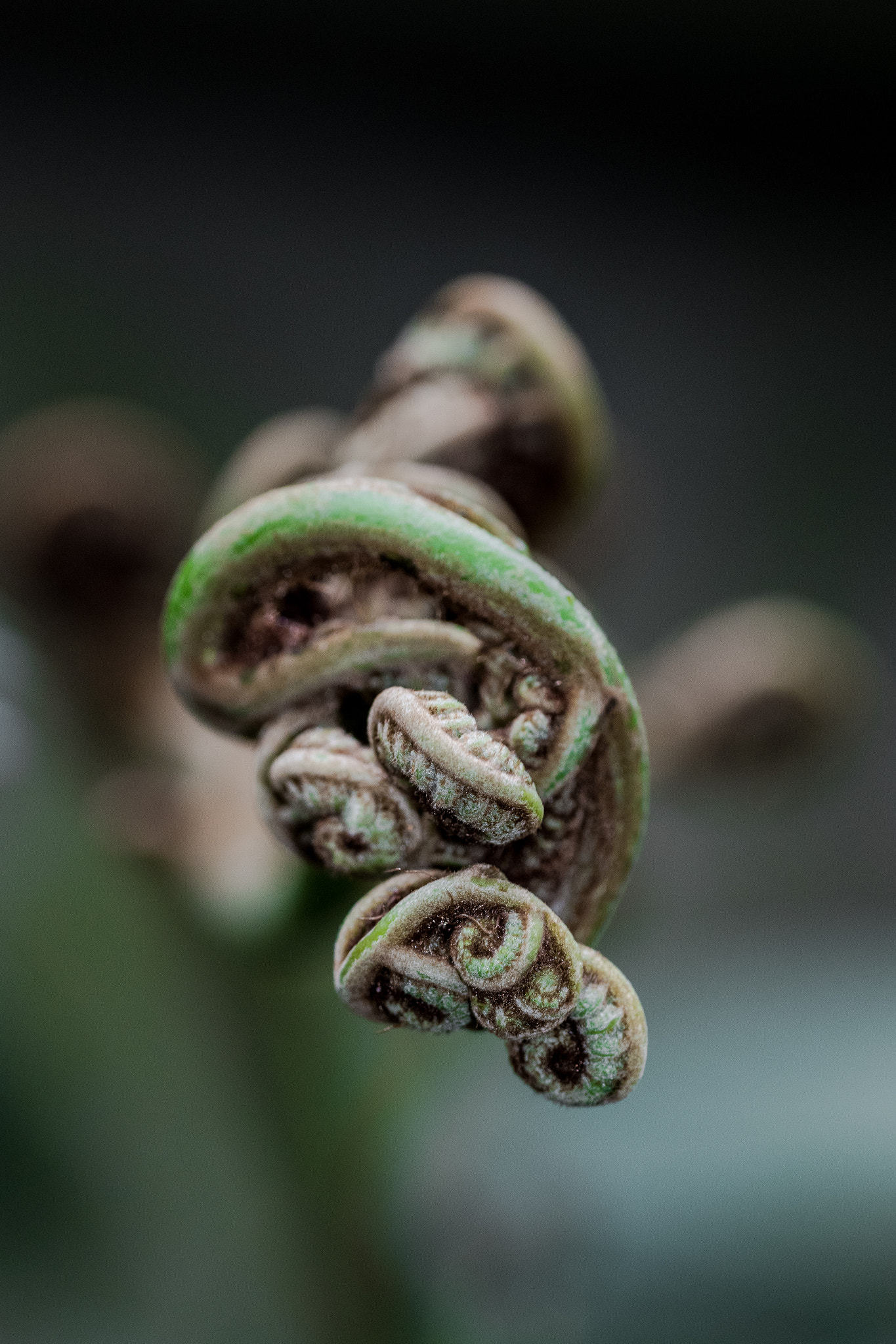 Sigma 105mm F2.8 EX DG OS HSM sample photo. Spiral fern photography