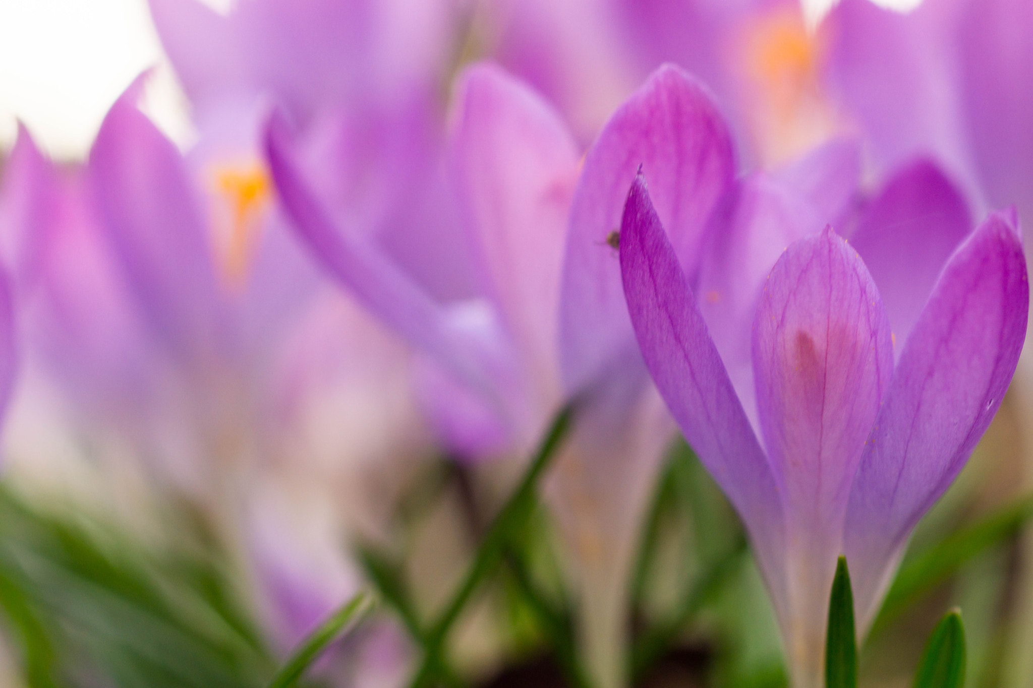 Sony a6000 + MACRO 50mm F2.8 sample photo. Vorfrühling am kleinen monopterus photography