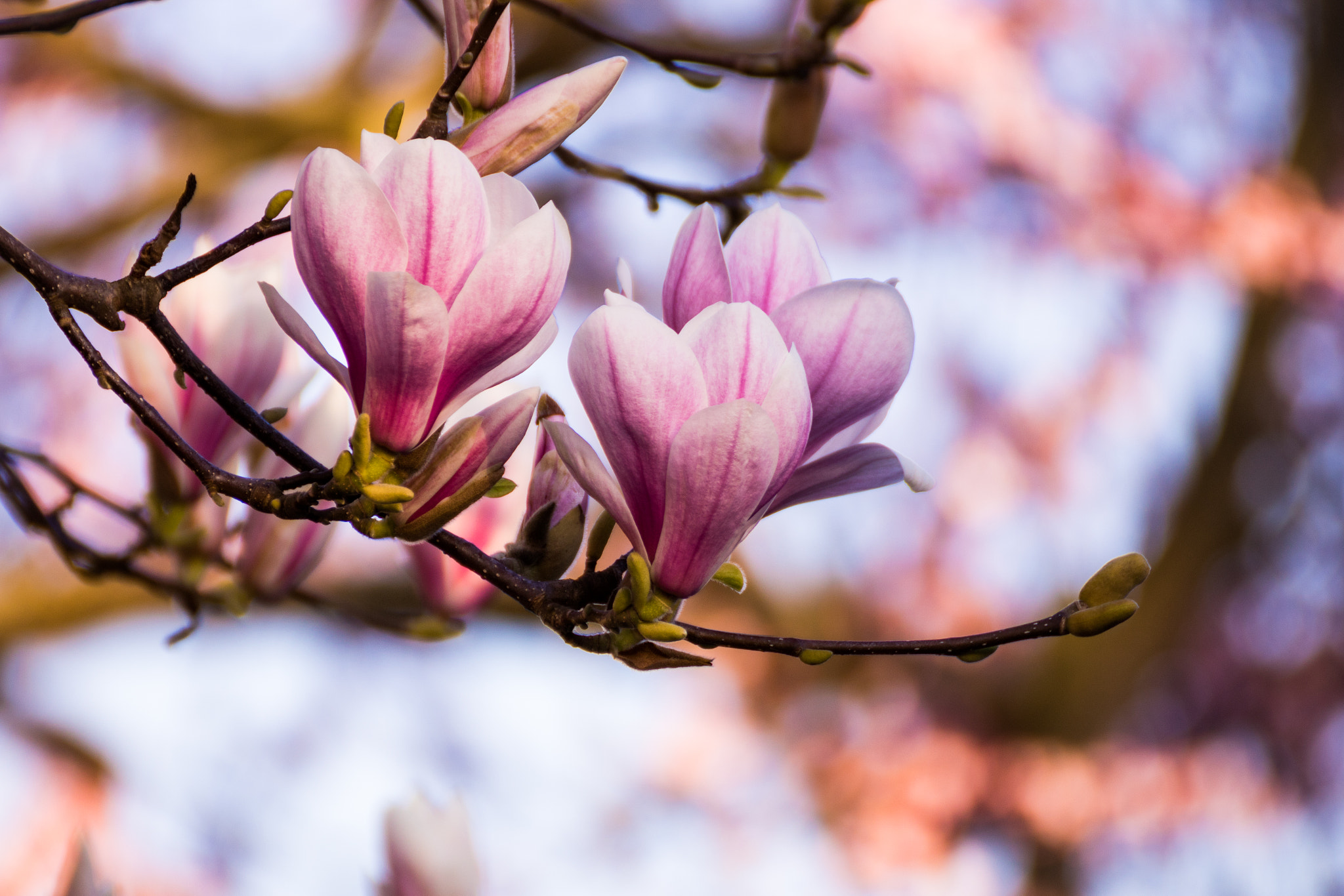 Tamron SP 35mm F1.8 Di VC USD sample photo. Magnolia photography