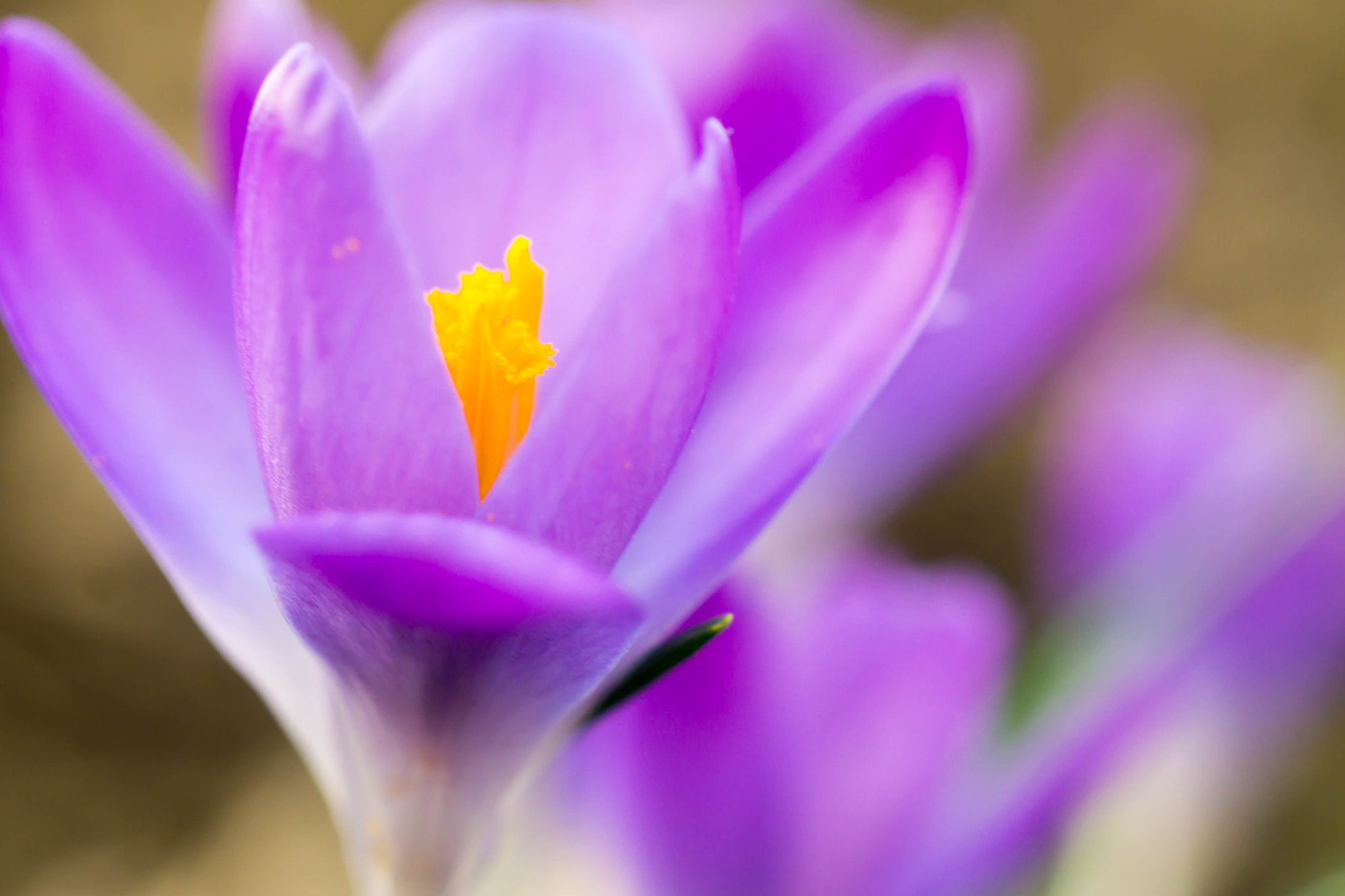 MACRO 50mm F2.8 sample photo. Vorfrühling am kleinen monopterus photography