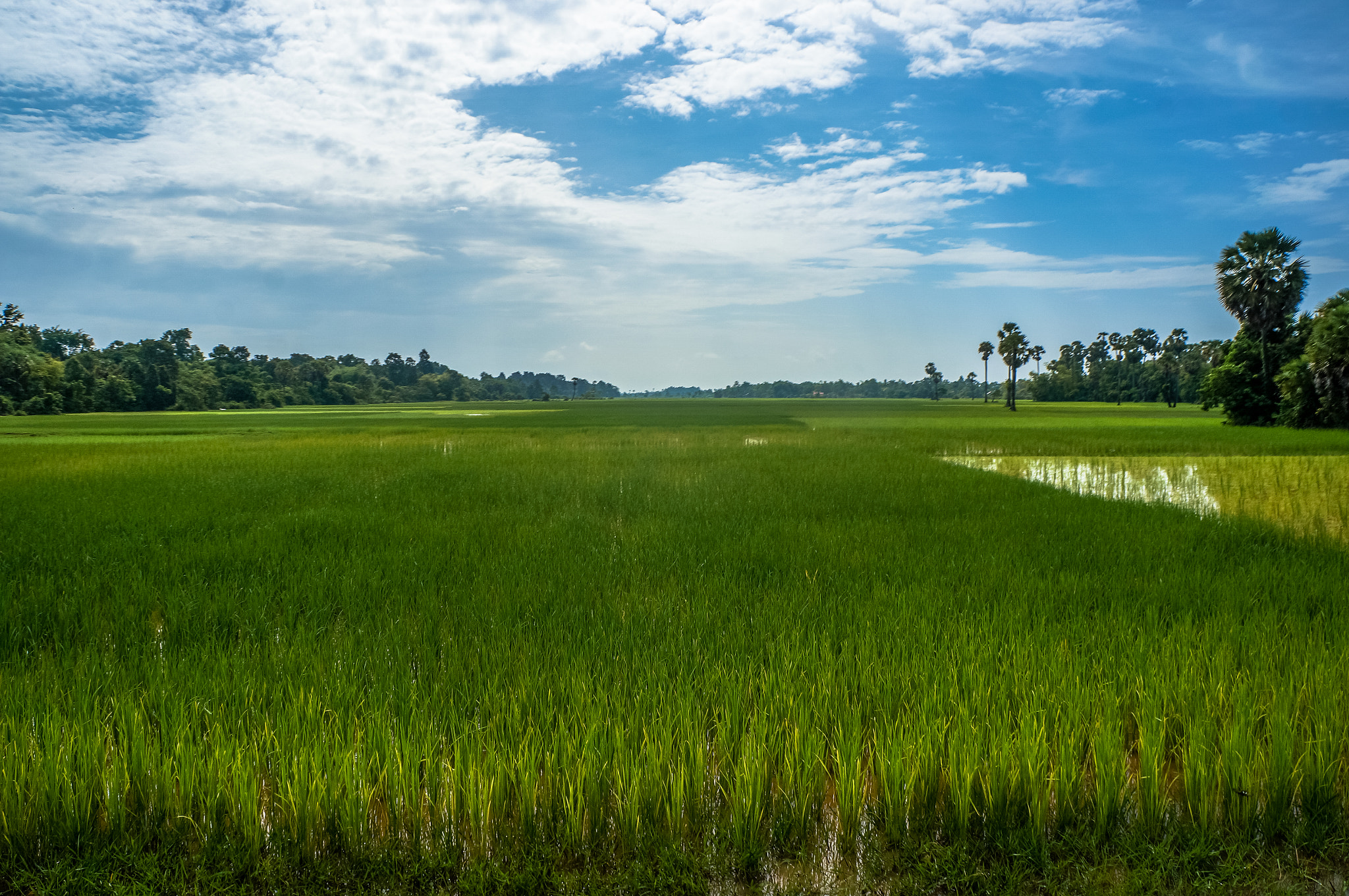 Sony Alpha NEX-5R sample photo. Cambodian rice fields photography