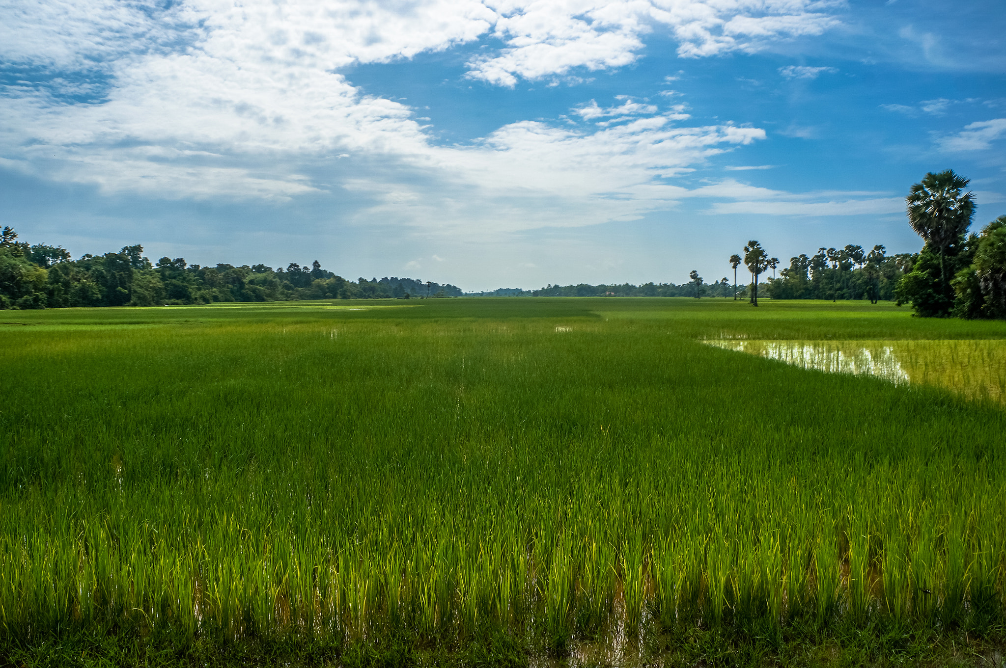 Sony Alpha NEX-5R + Sony E 18-55mm F3.5-5.6 OSS sample photo. Cambodian rice fields photography