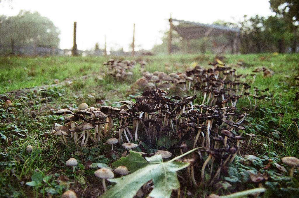 Close-up of hundreds of small, brown and beige mushrooms. They are surrounded by grass and a single tree leaf sits in front. In the background sits fences and other structures. 