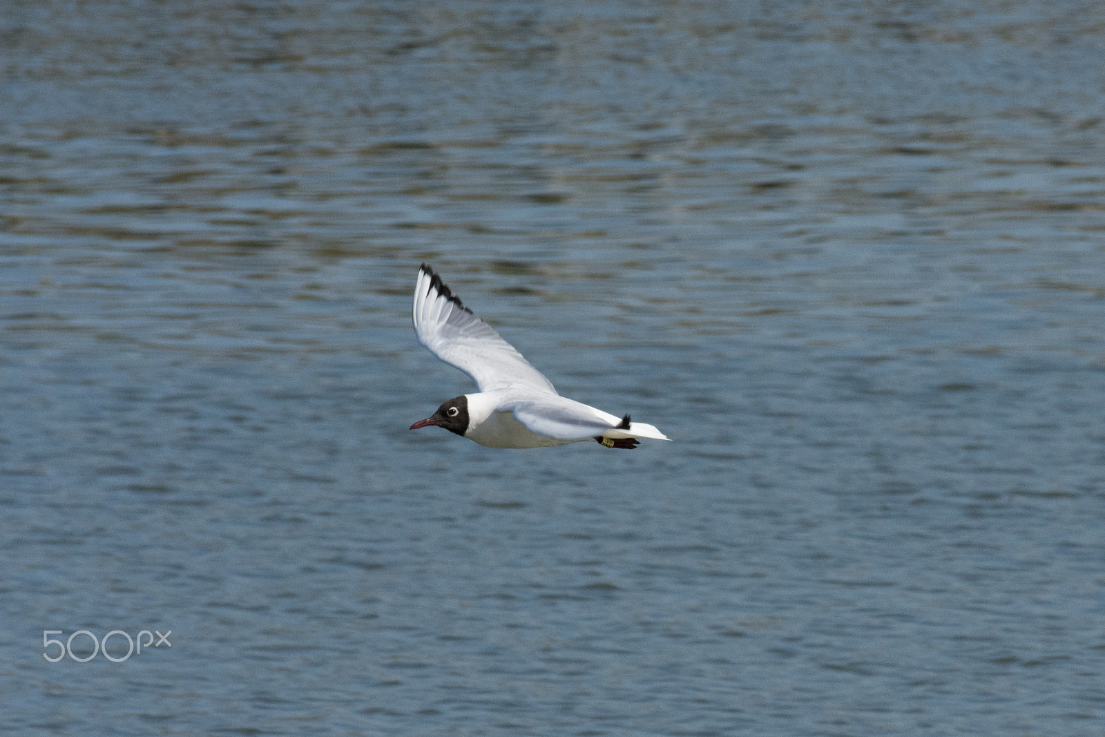 Nikon D7200 sample photo. Gabbiano adulto in abito nuziale photography