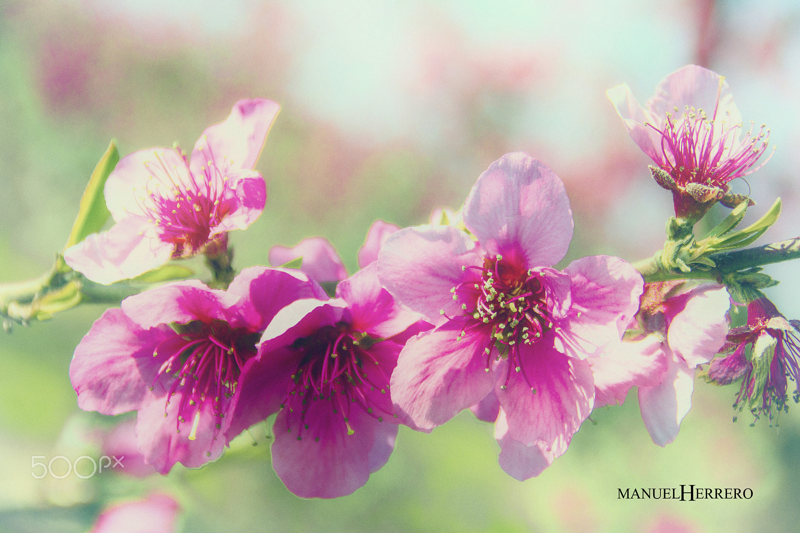 Canon EOS 550D (EOS Rebel T2i / EOS Kiss X4) sample photo. Pink flowers photography