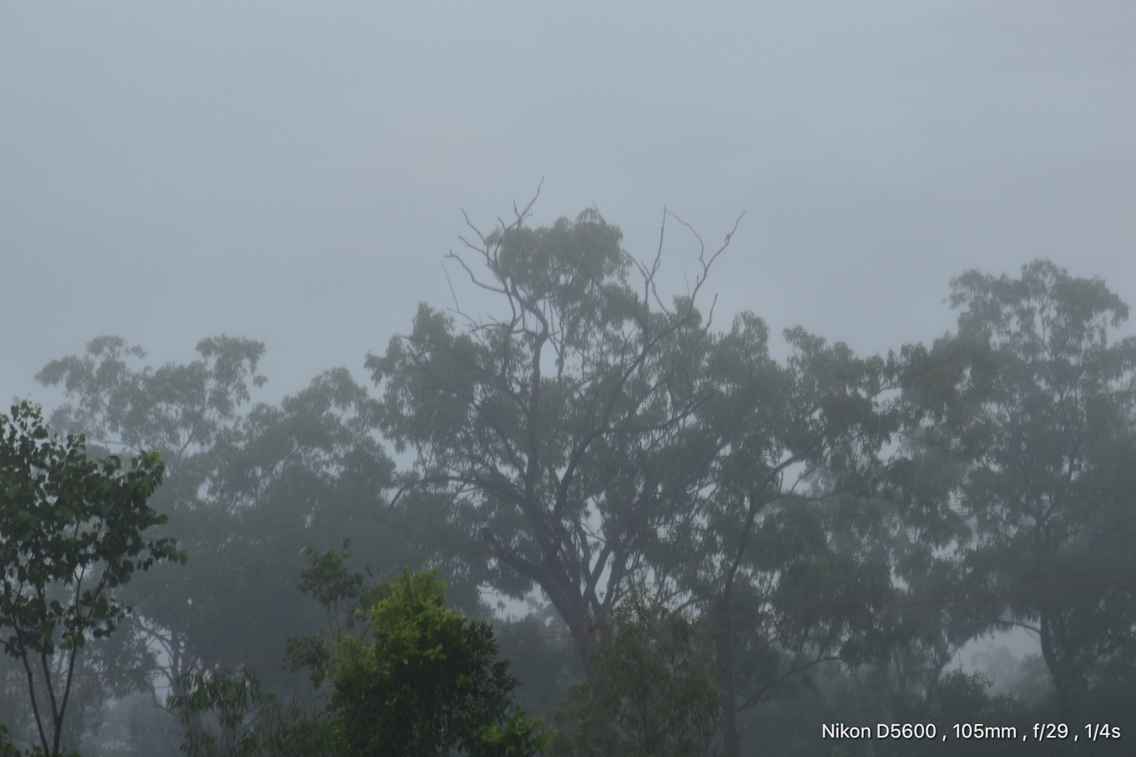 Nikon D5600 sample photo. Morning mist photography