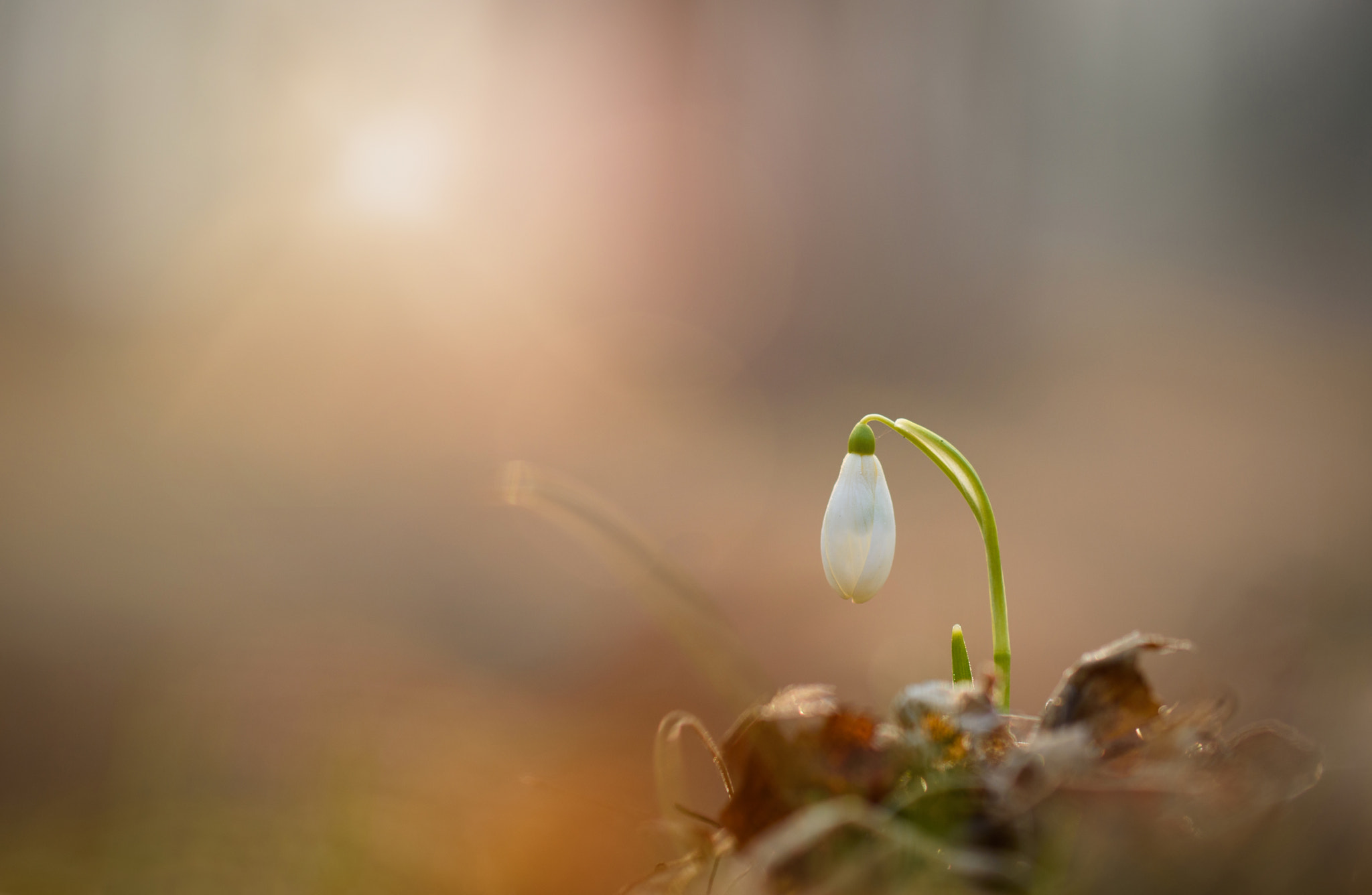 Nikon D7200 sample photo. Snowdrop photography
