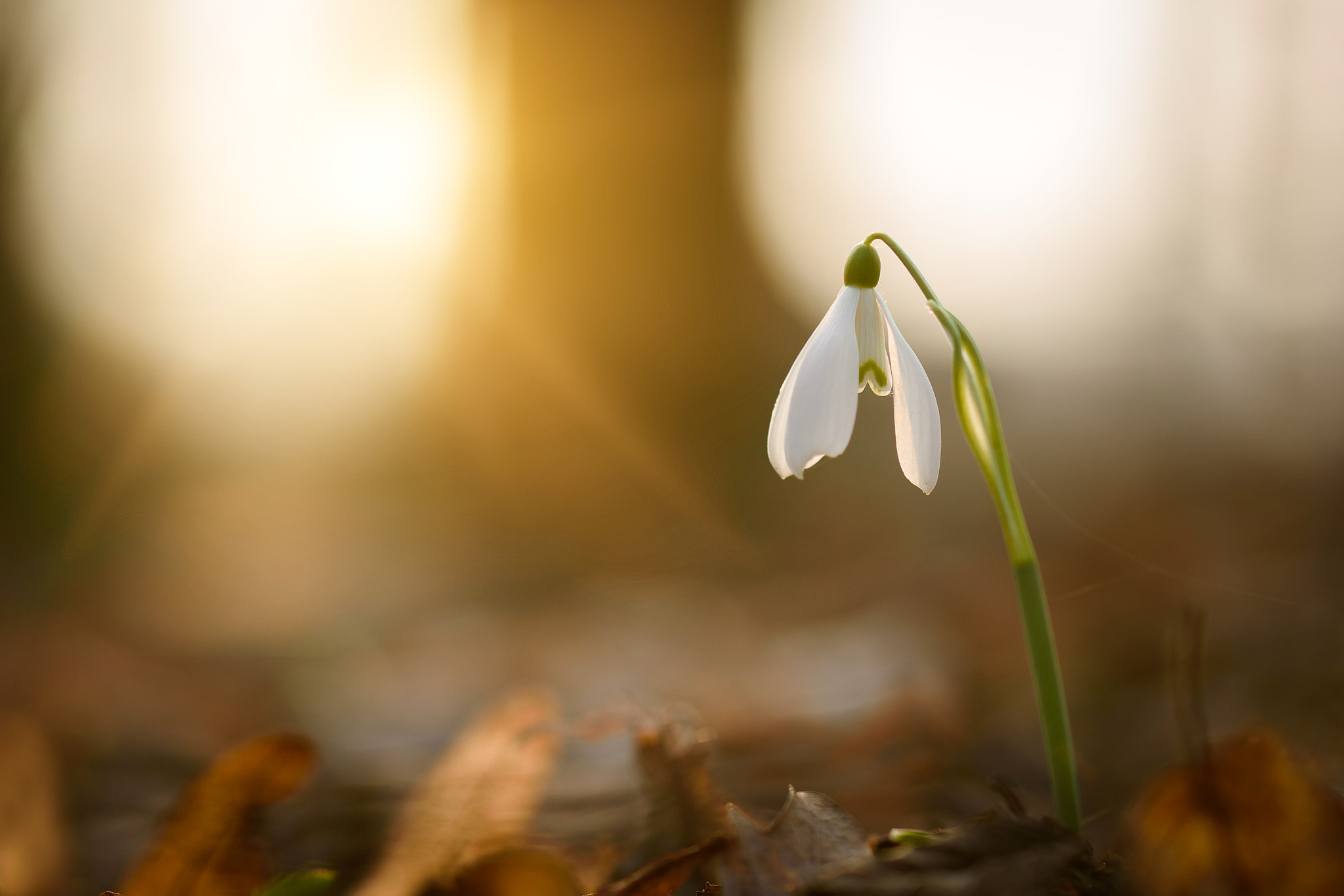 Nikon D7200 sample photo. Snowdrop photography