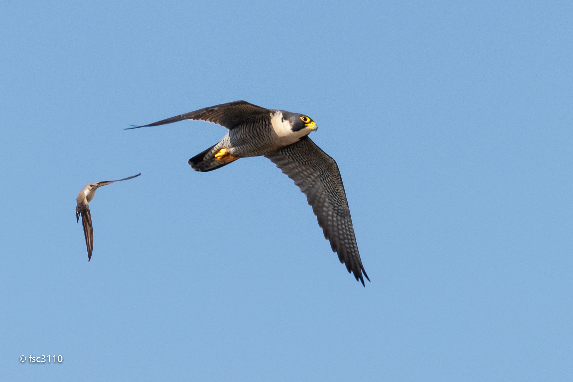 Canon EF 500mm F4L IS II USM sample photo. Speedy birds photography