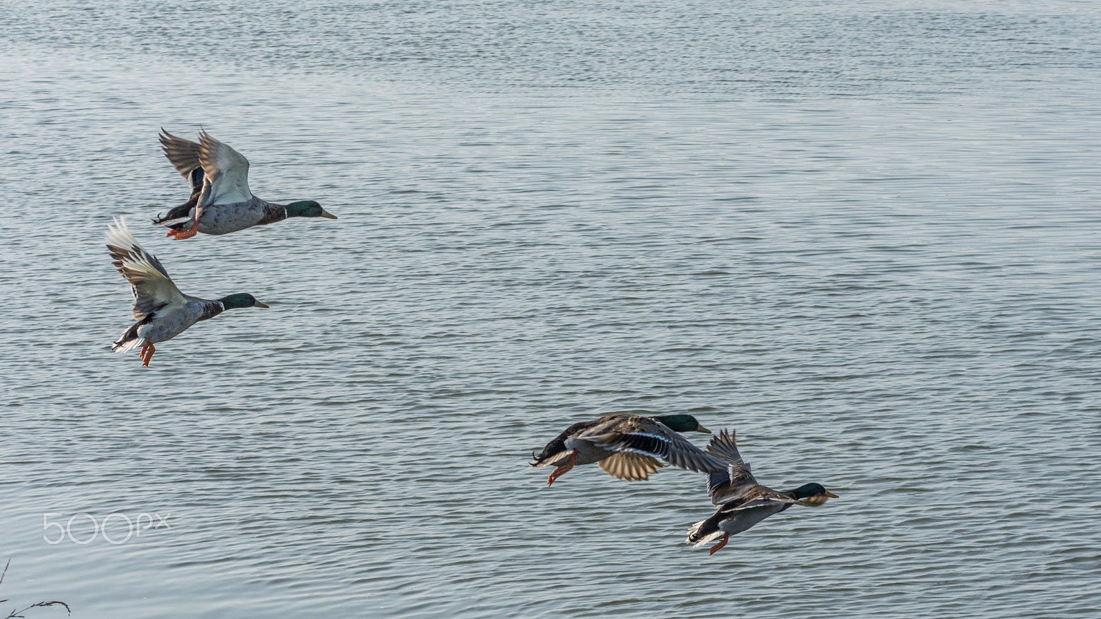 Nikon D7200 sample photo. Germani reali photography