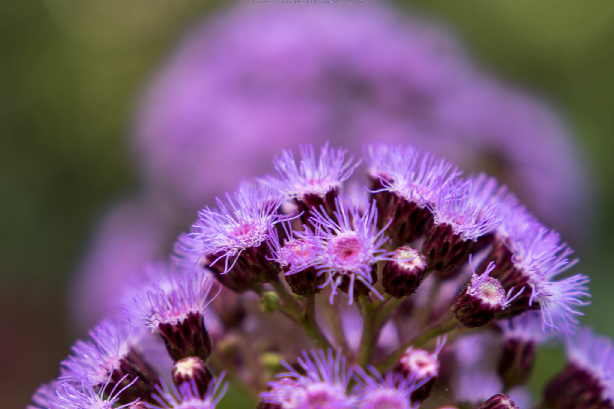 Canon EF 24-105mm F3.5-5.6 IS STM sample photo. Botanic garden of puerto cruz photography