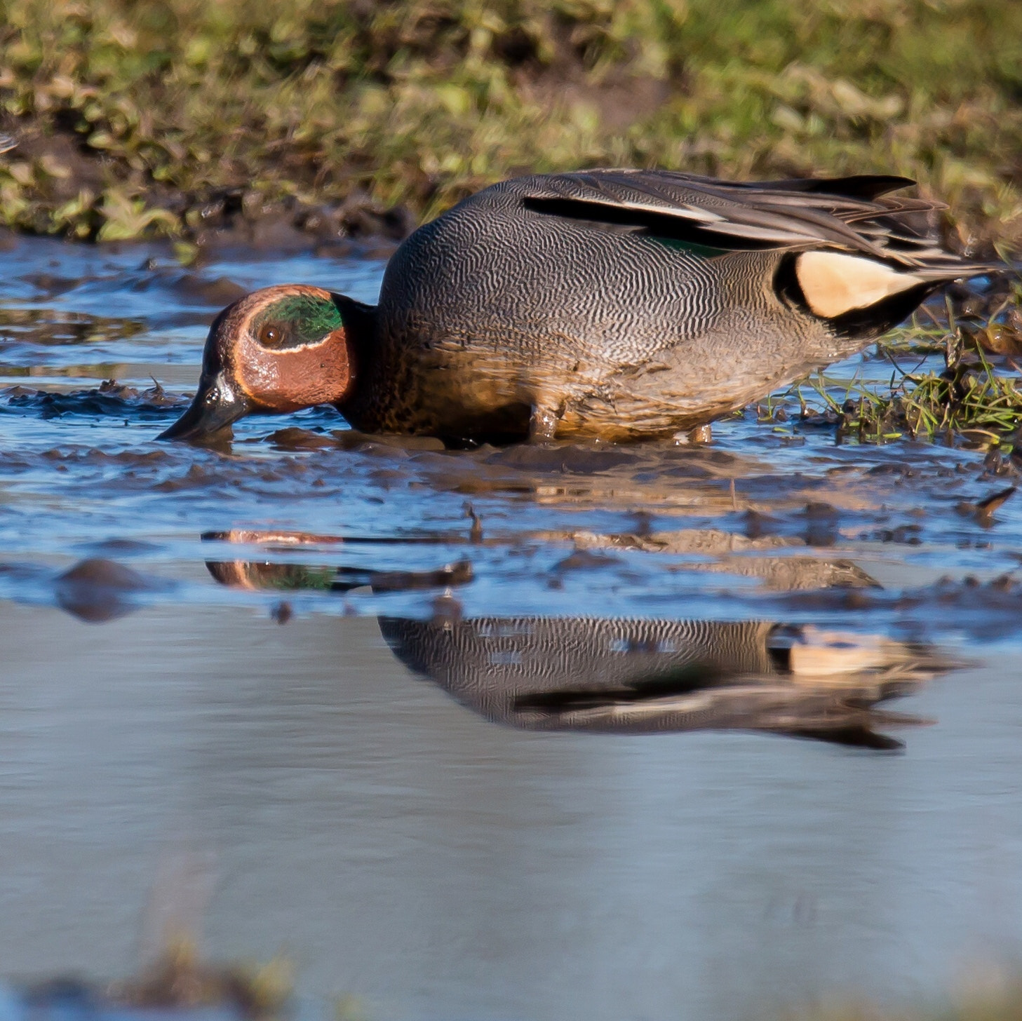 150-600mm F5-6.3 DG OS HSM | Sports 014 sample photo. Being a teal is a mucky business photography