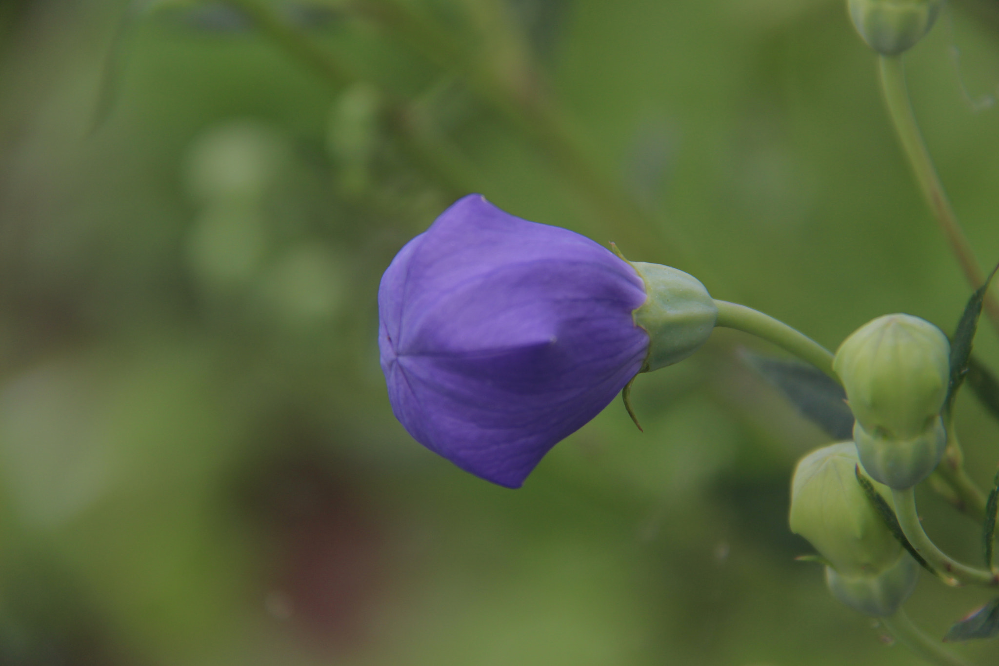 Canon EF-S 18-200mm F3.5-5.6 IS sample photo