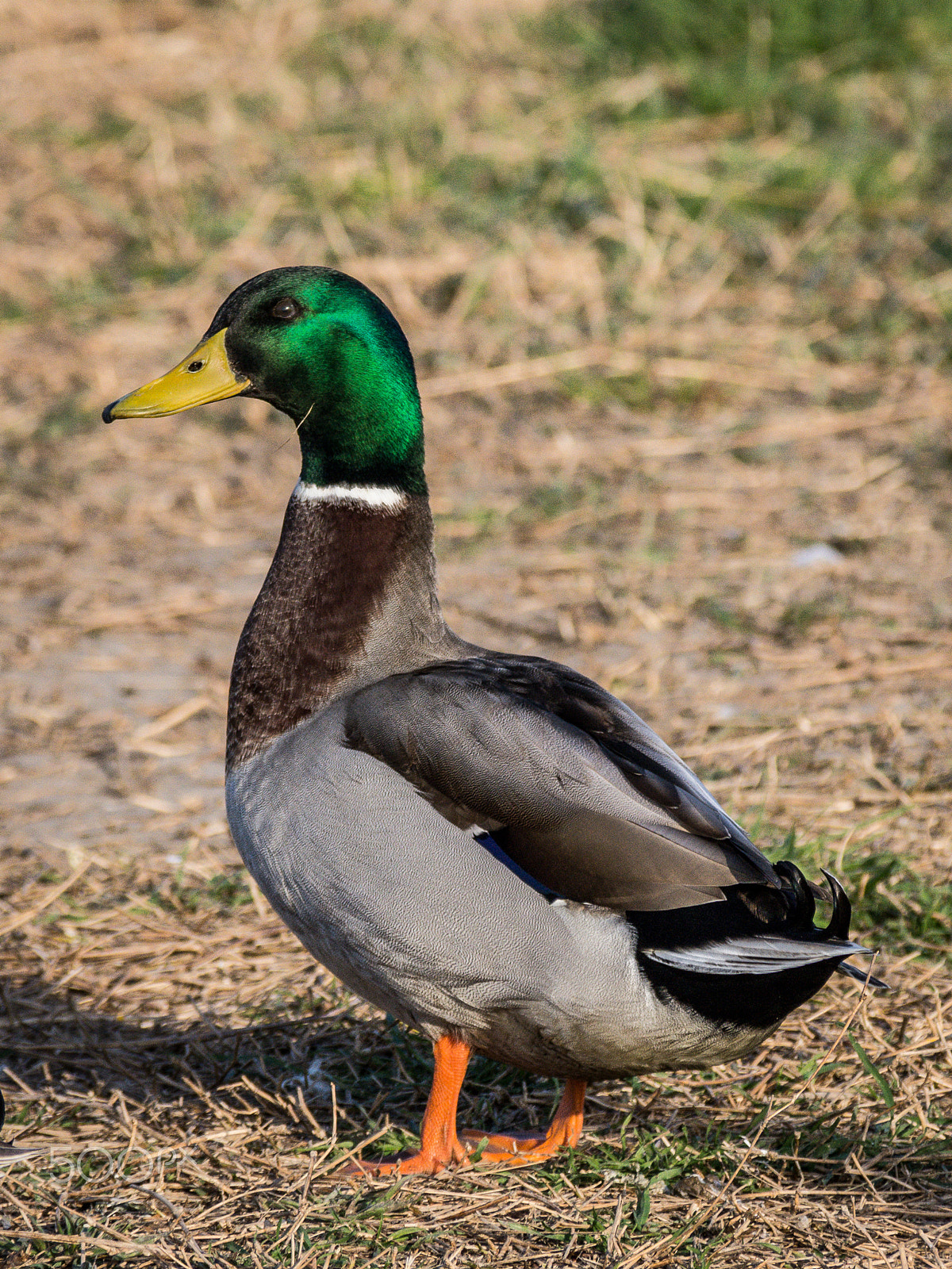 Nikon D7200 sample photo. Germano reale photography
