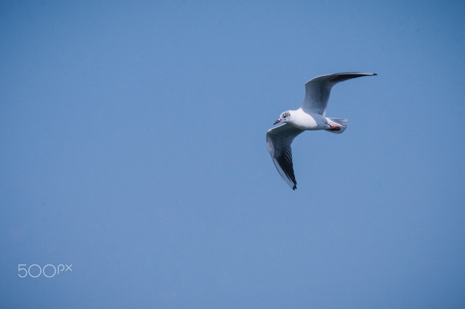 Nikon D7200 sample photo. Gabbiano in volo photography