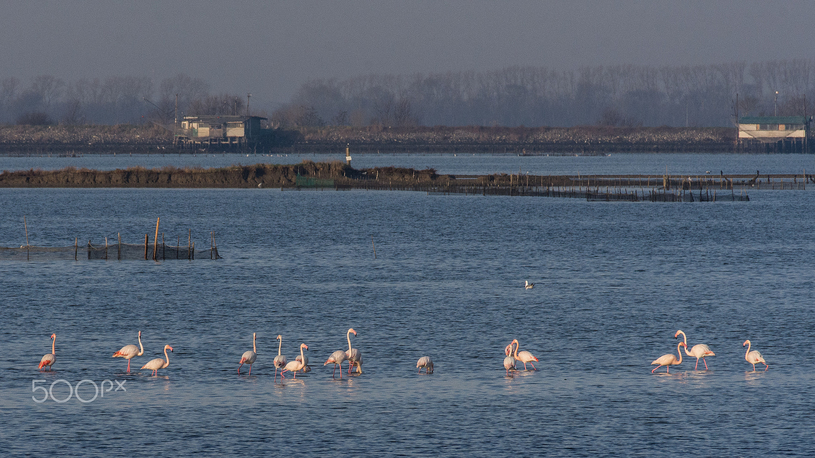 Nikon D7200 sample photo. Fenicotteri rosa photography