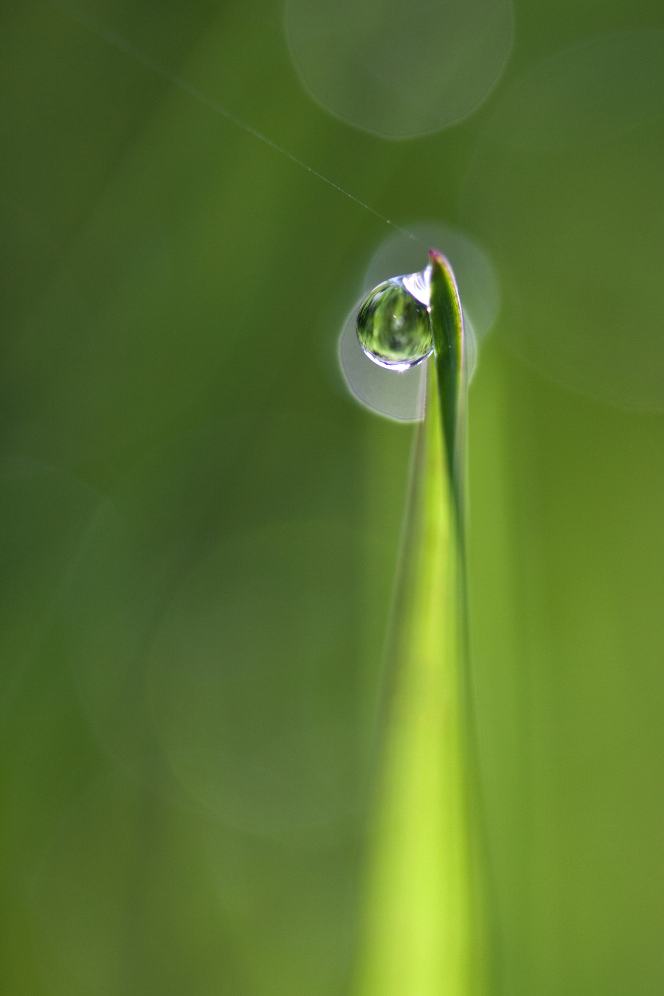 Canon EF 100mm F2.8 Macro USM sample photo. La goutte (drop) photography