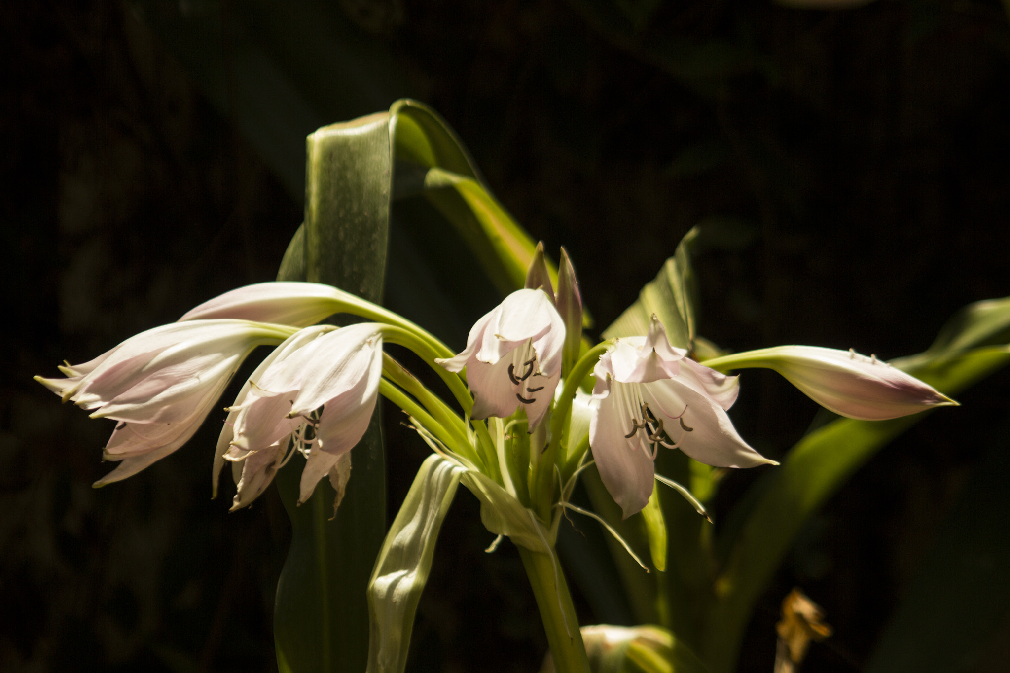 Canon EF 35-80mm f/4-5.6 sample photo. 1736.jpg photography