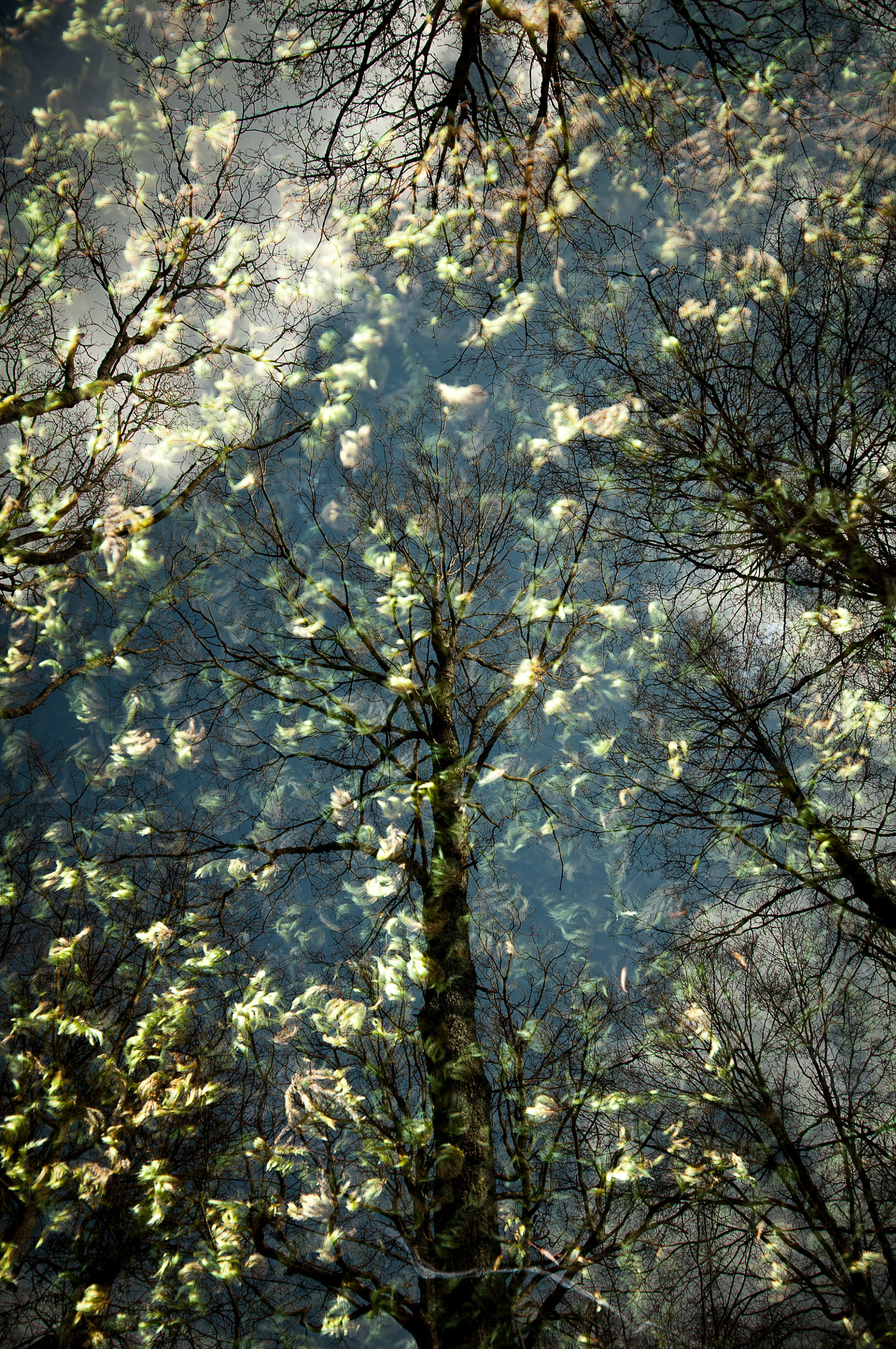 Nikon D300 sample photo. Forest photography