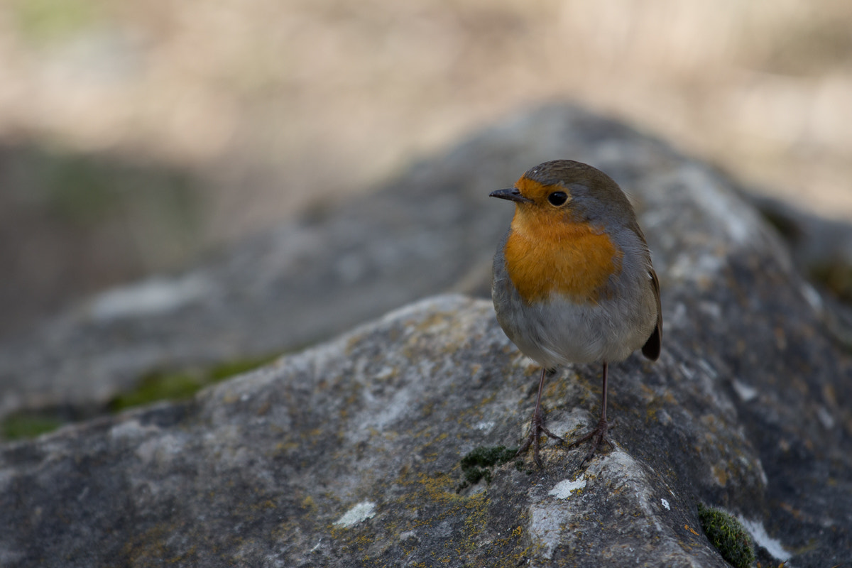 Canon EOS 700D (EOS Rebel T5i / EOS Kiss X7i) + Canon EF 70-200mm F4L IS USM sample photo. Rotkehlchen photography