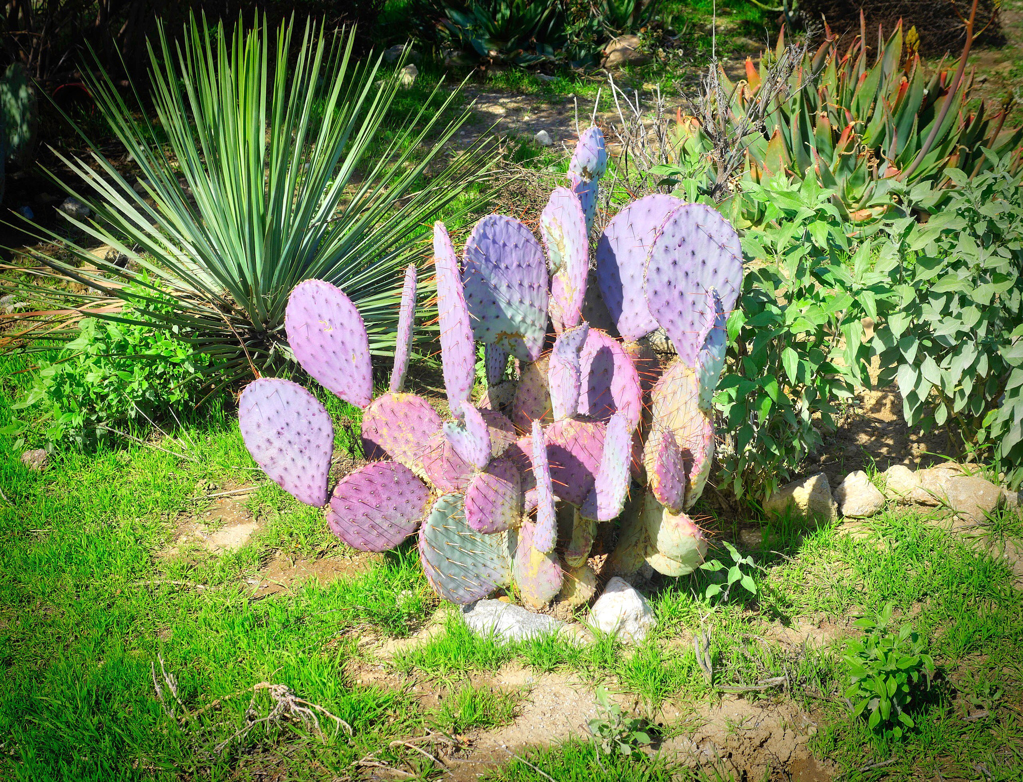 Panasonic Lumix DMC-GX8 + Panasonic Leica DG Summilux 25mm F1.4 II ASPH sample photo. Purple cactus photography