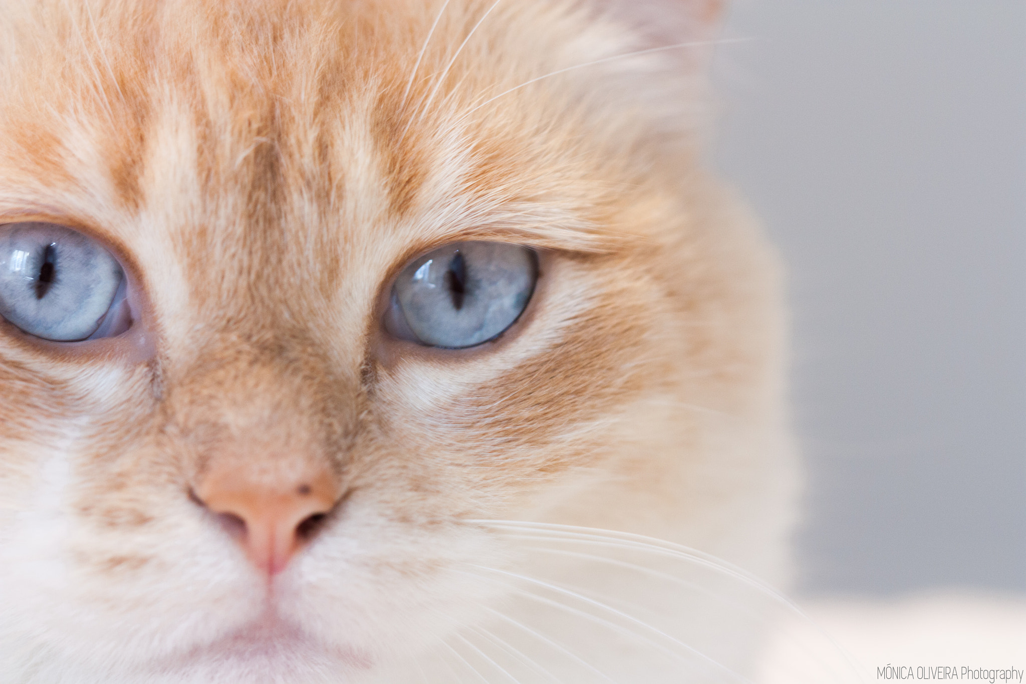 Canon EF 100mm F2.8 Macro USM sample photo. Blue eyes photography