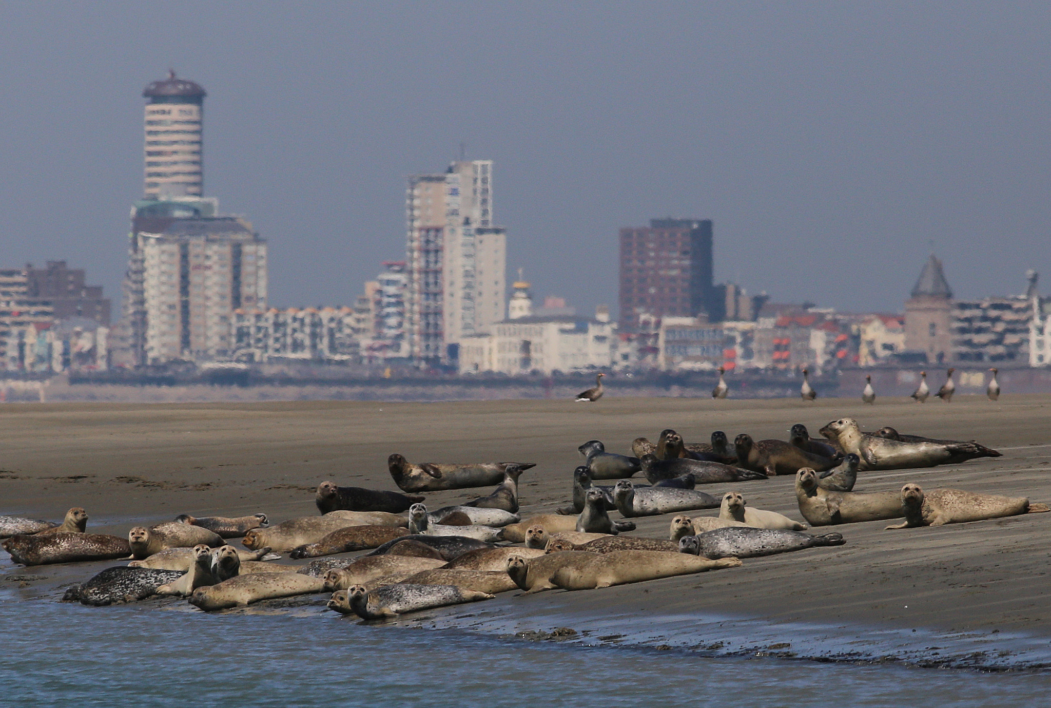 Canon EOS 6D + Canon EF 400mm F5.6L USM sample photo. Seals in front of vlissingen, netherlands photography
