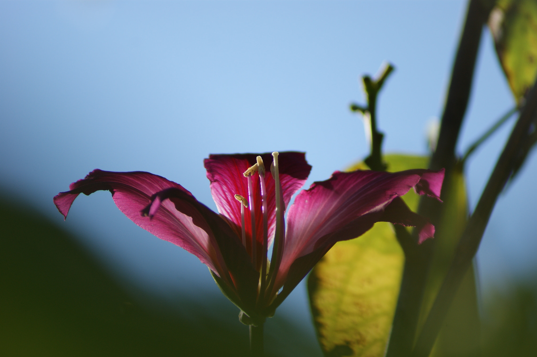 Sony Alpha DSLR-A390 + Sony 75-300mm F4.5-5.6 sample photo. Purple flower photography