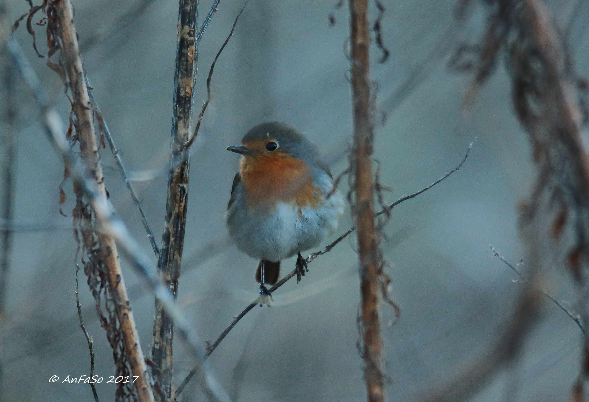 Canon EOS 7D Mark II sample photo. Pettirosso - erithacus rubecula photography