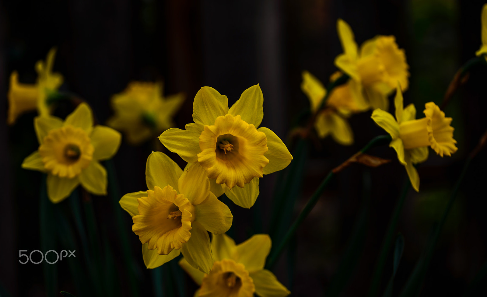 Sigma 105mm F2.8 EX DG OS HSM sample photo. Spring has hit california photography
