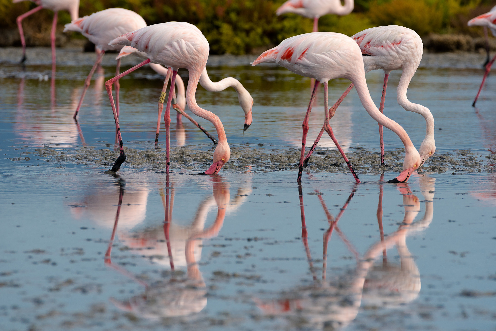 Nikon D750 sample photo. Flamingos photography